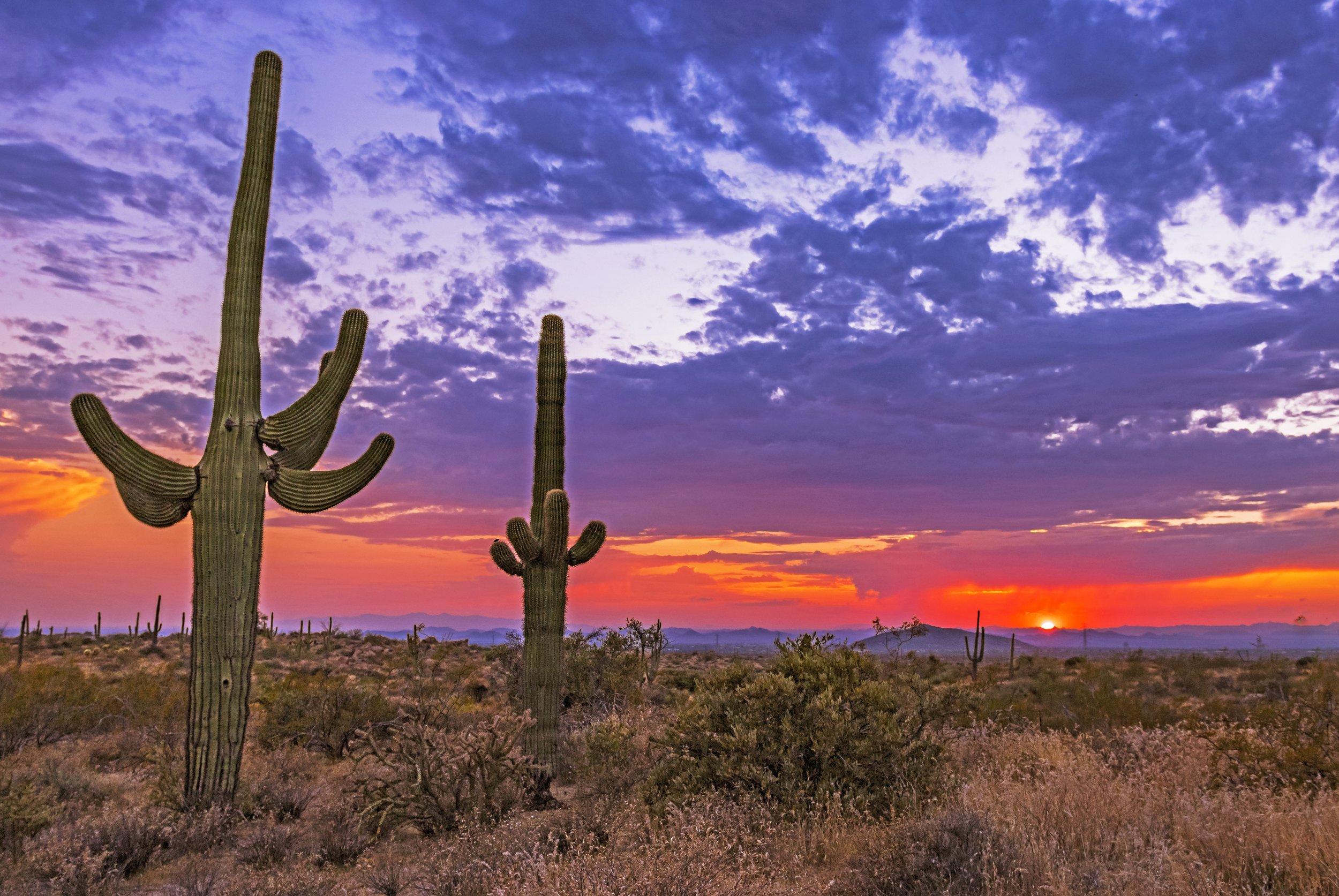 Southwest Cactus Images For Sale | Digital Download Saguaro Cactus ...