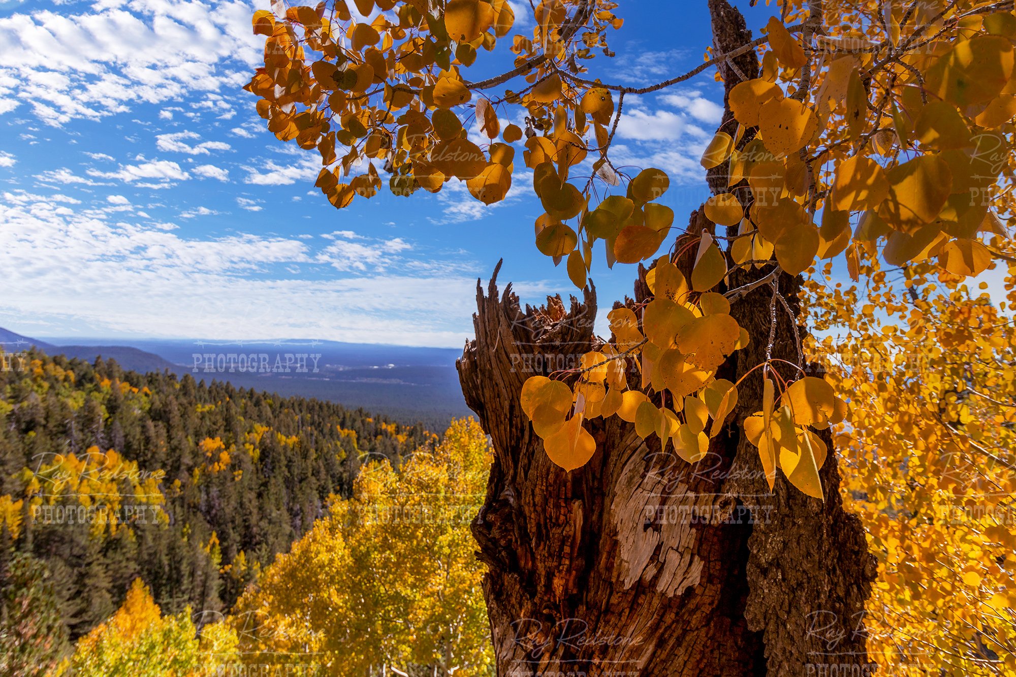 fall-color-aspen-leaves-2000-wm-1aIMG_9300.jpg