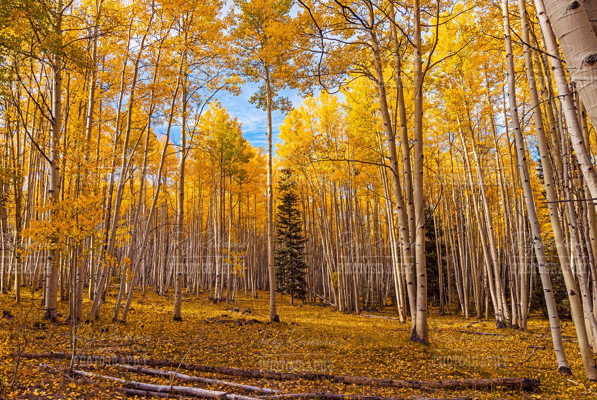 Aspen Forest At Fall Time Near Silver Jack Reservoir