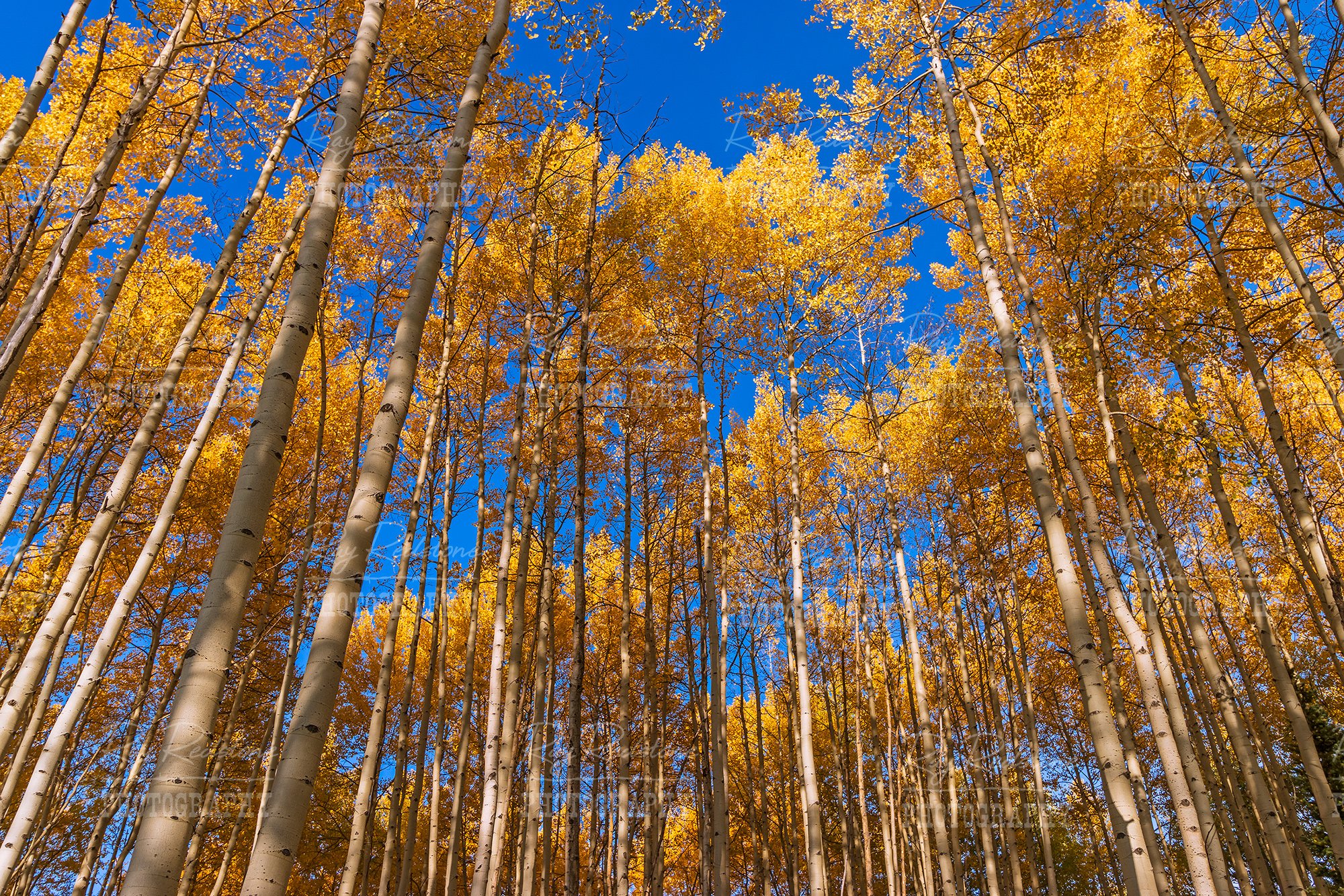 Aspen Trees At Fall Time