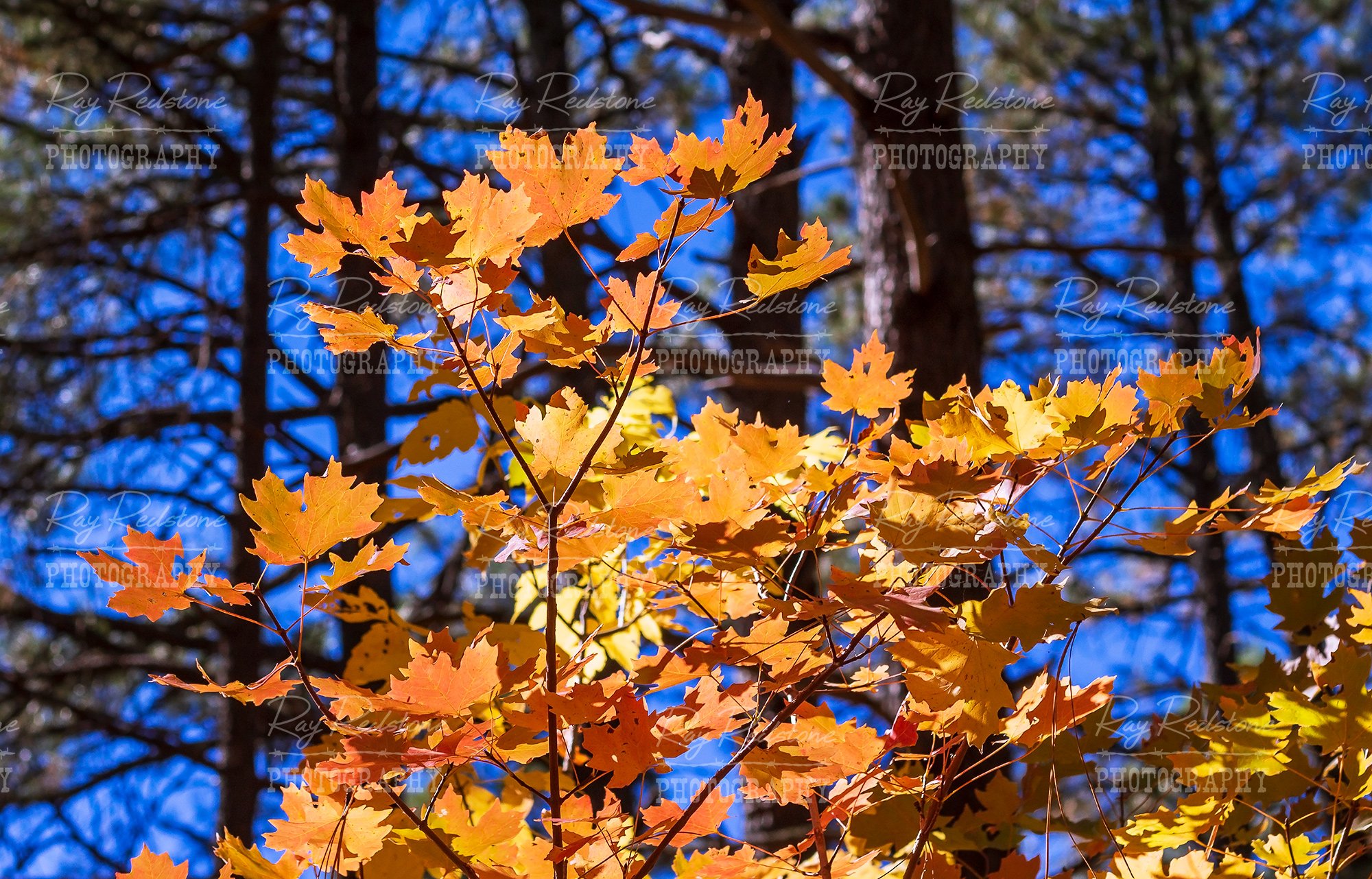 Colorful Fall Leaves in Sedona AZ