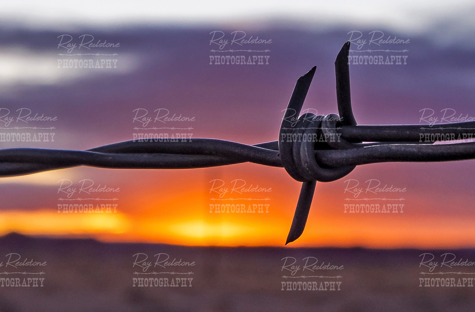 Close Up View Of Barbed Wire At Sunrise