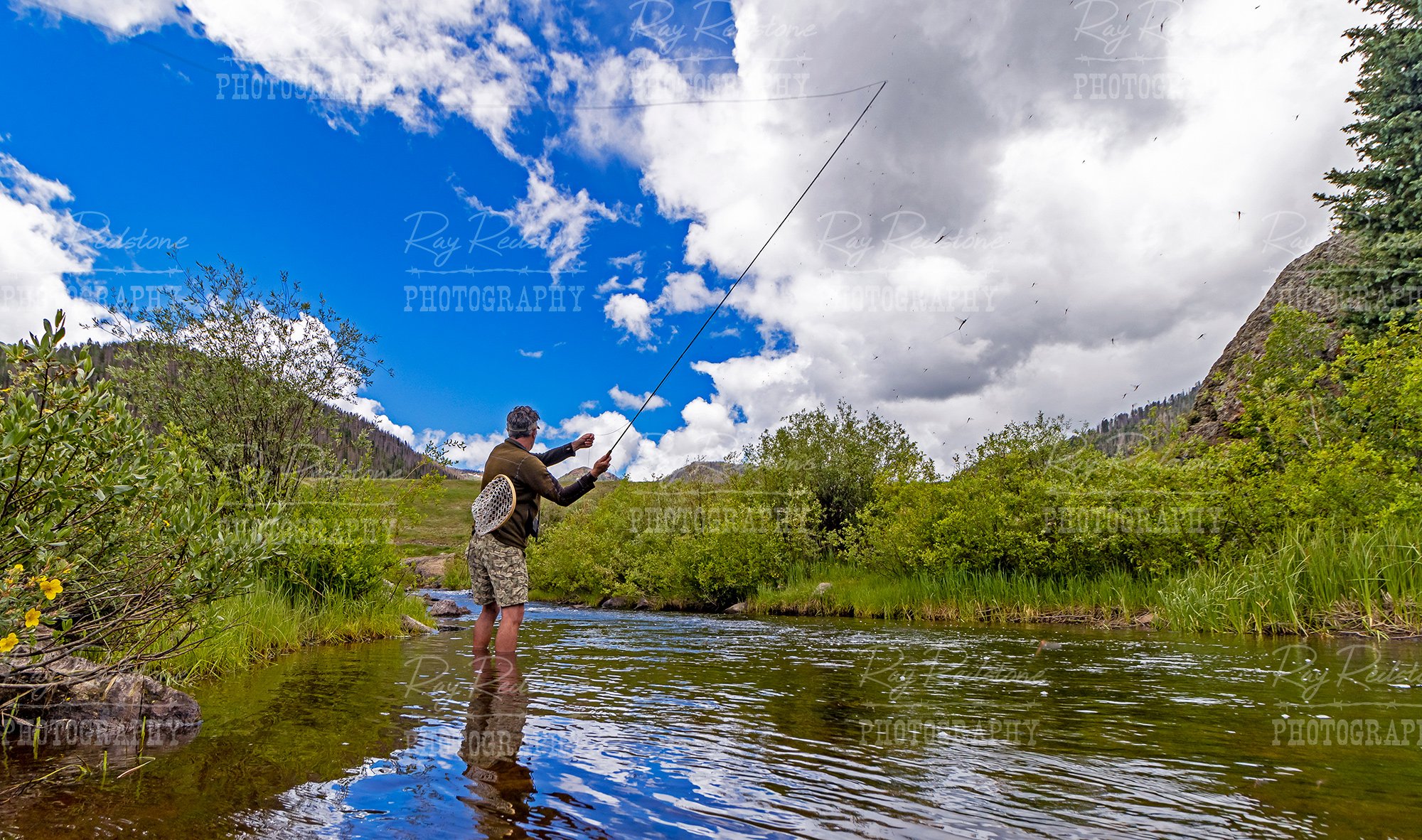 Fly Fisher Wet Wading On Small Stream In Colorado