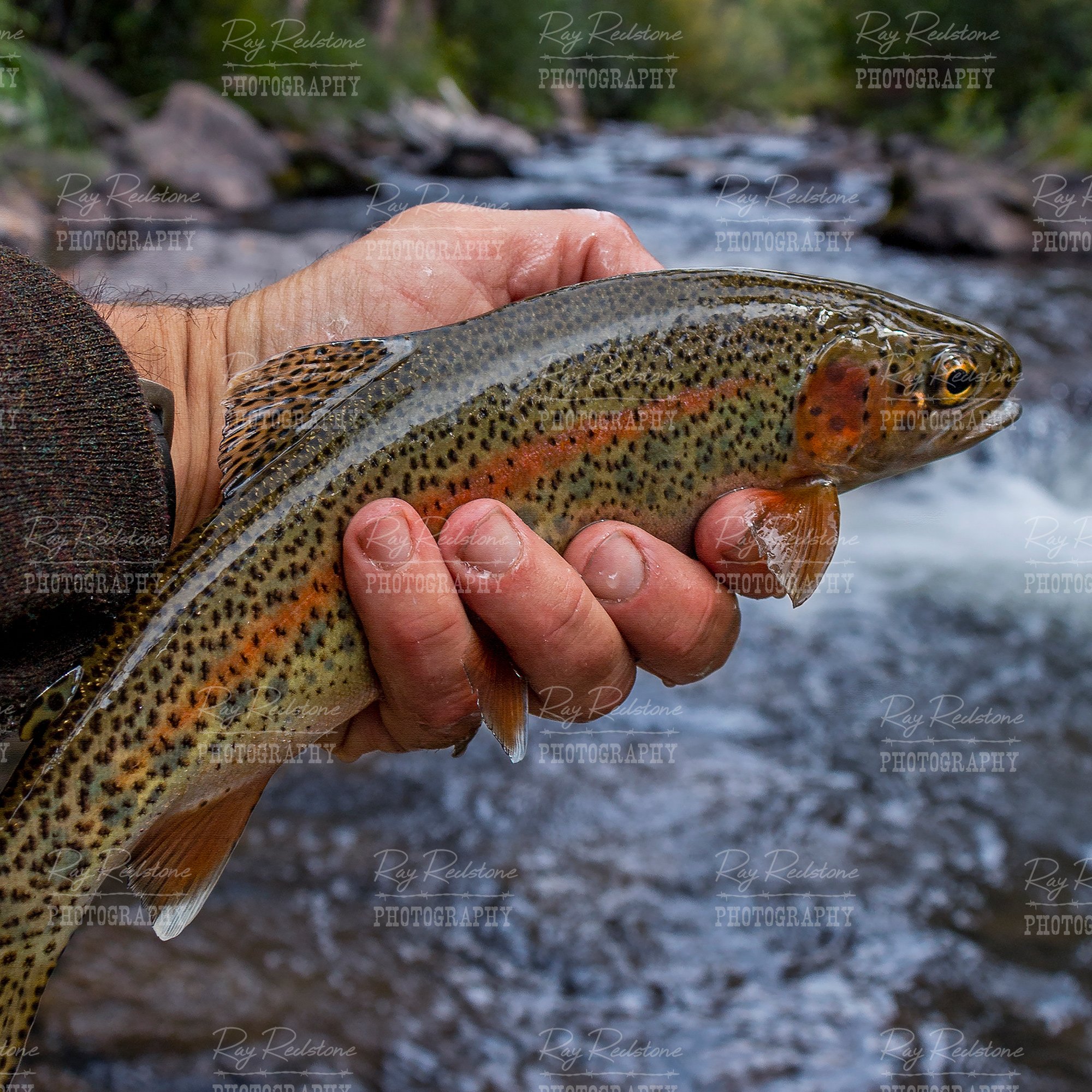 small-trout-in-hand-1x1-2000-wm-IMG_1069-copy.jpg