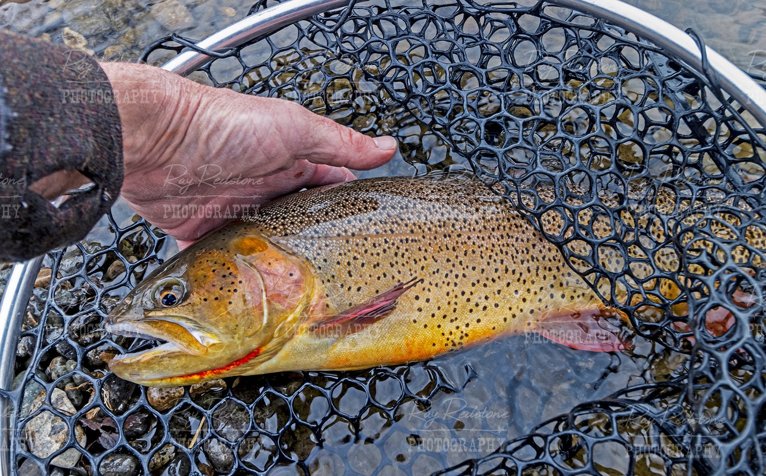 Large Cutthroat Trout Caught In Colorado Fly Fishing In Net