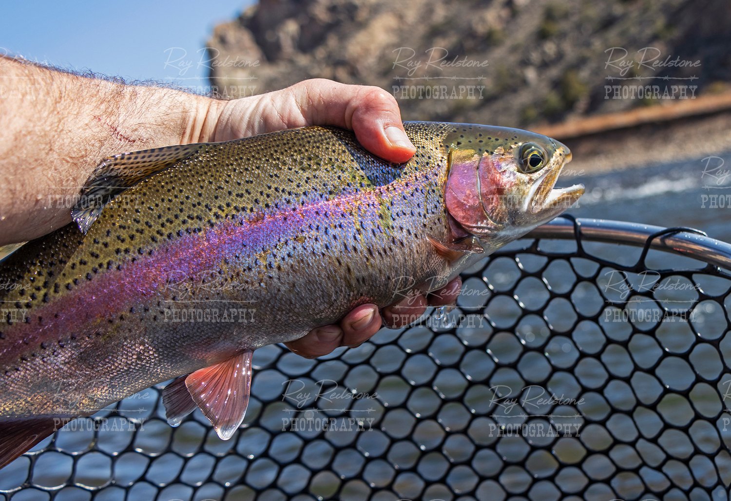 Man Holding Gunnison River Rainbow Trout Caught Fly Fishing
