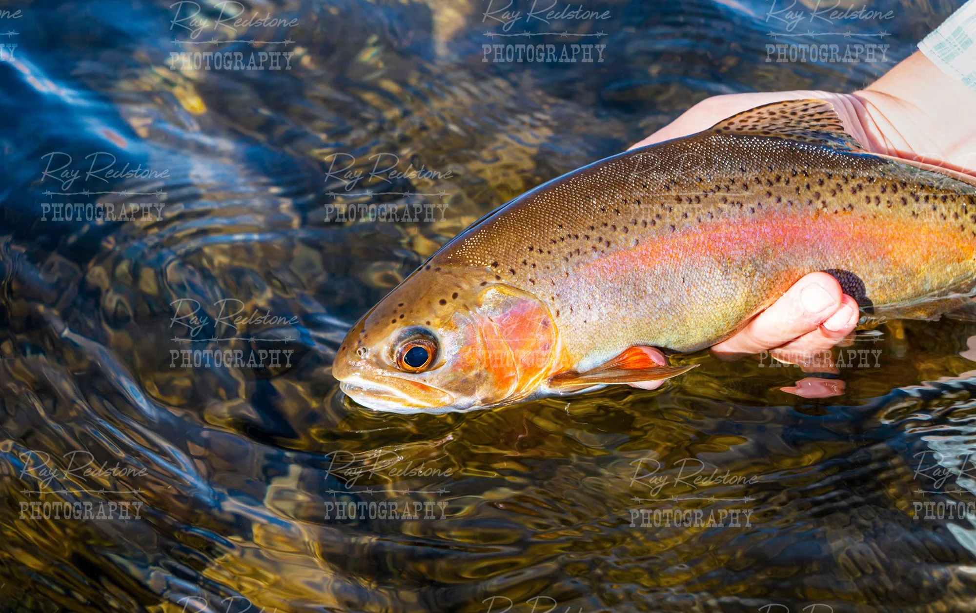 lees-ferry-rainbow-trout-2000-wm-IMG_4165.jpg