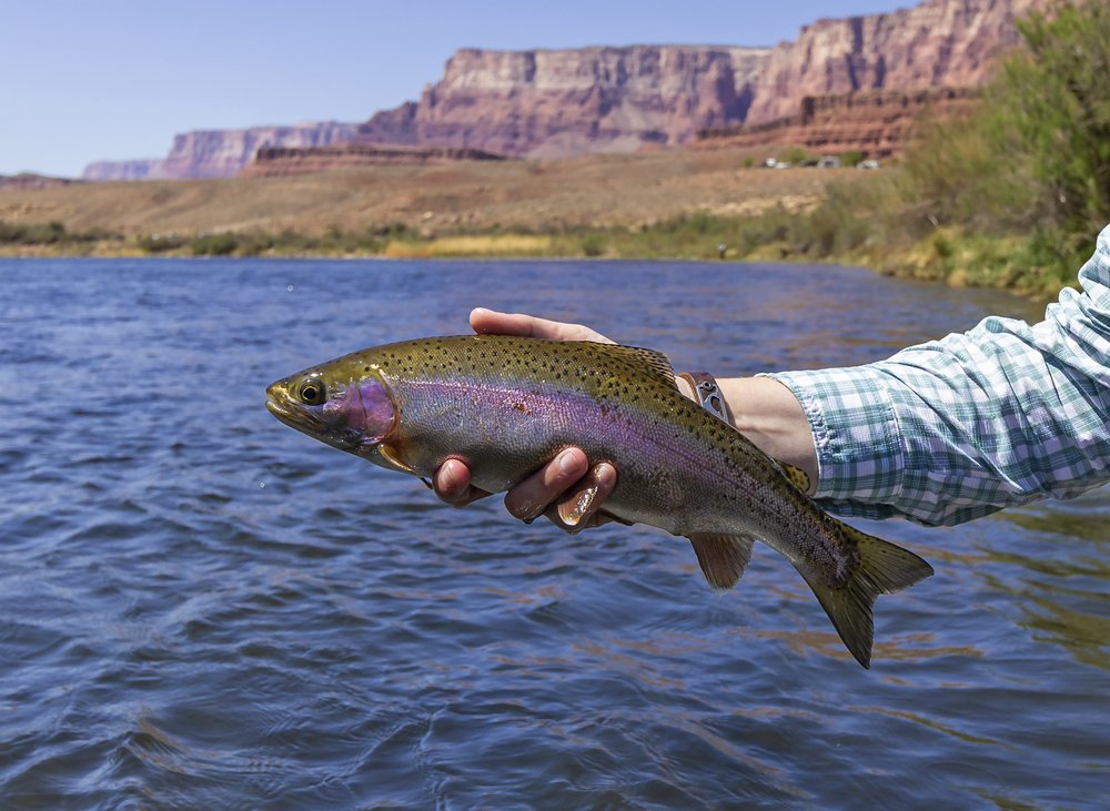 Lees Ferry AZ Rainbow Trout Caught & Released
