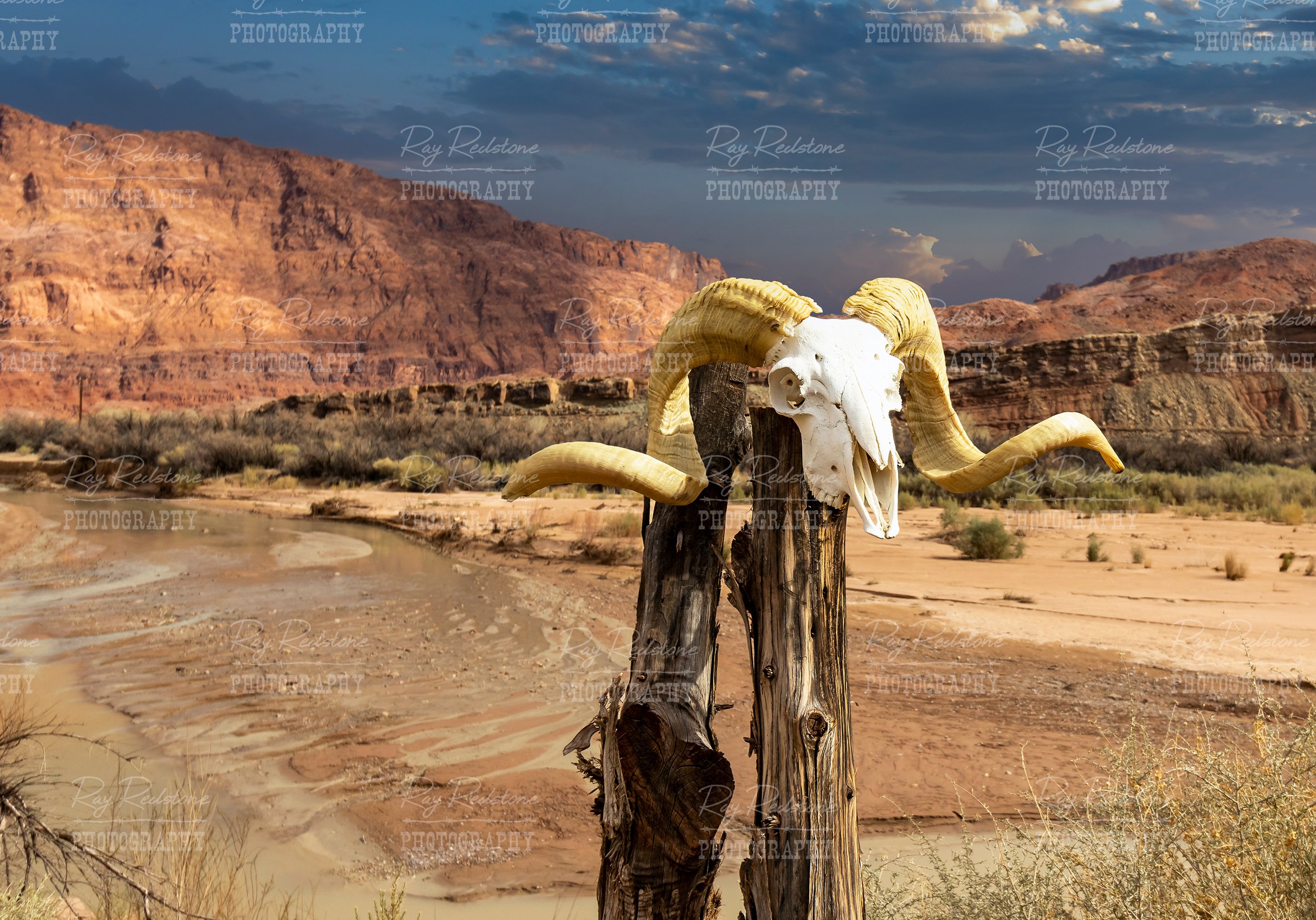 Bighorn Desert Ram Skull On A Post In Arizona Desert