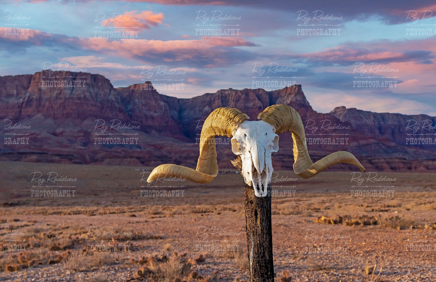 Big Horn Desert Ram Skull In The Arizona Desert