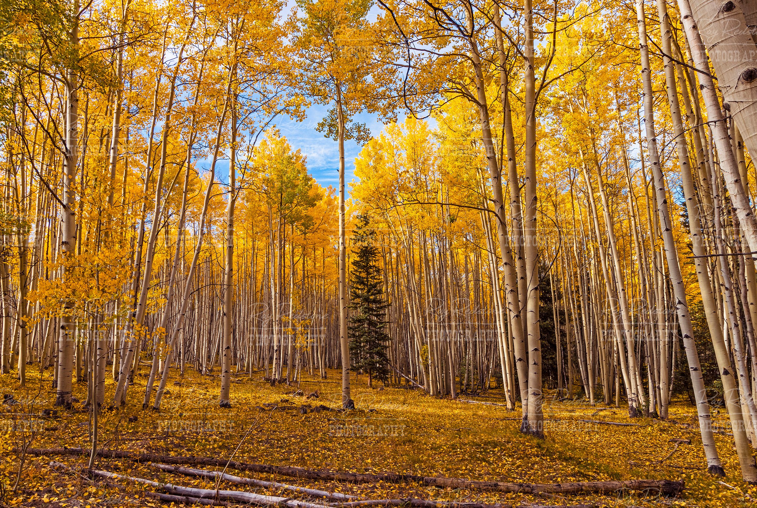Colorado Aspen Forest Fall