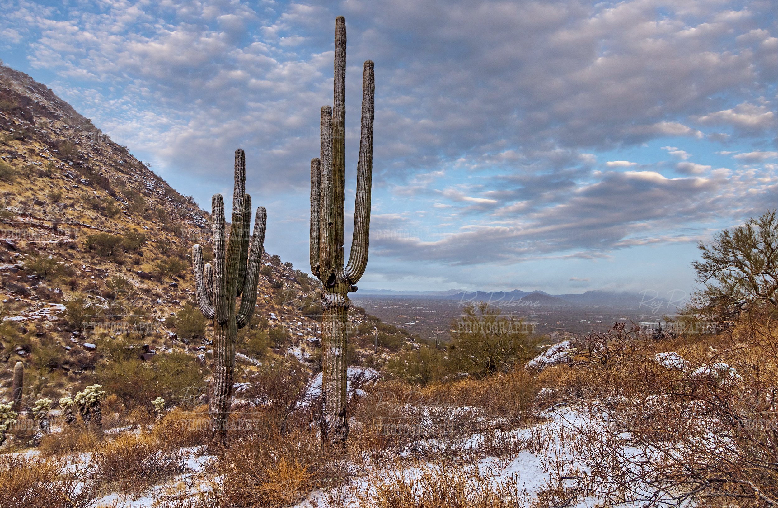 snow-covered-cactus-2500-wm-IMG_0799.jpg