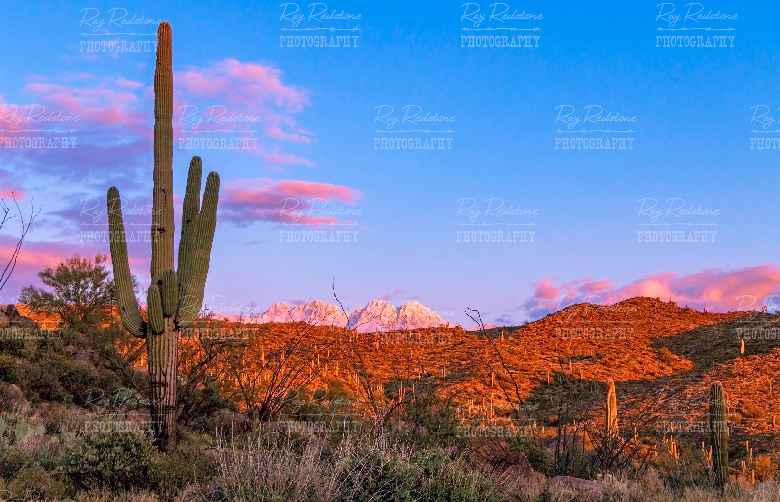 Cactus With Snow Covered Mountains