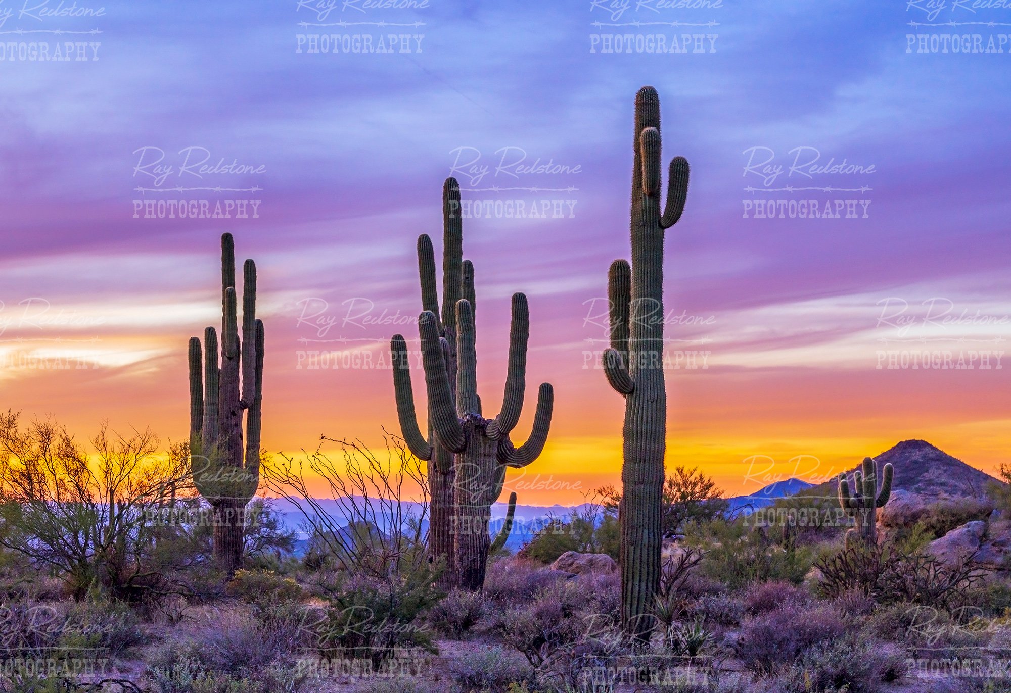 Cactus Stand At Sunset Time