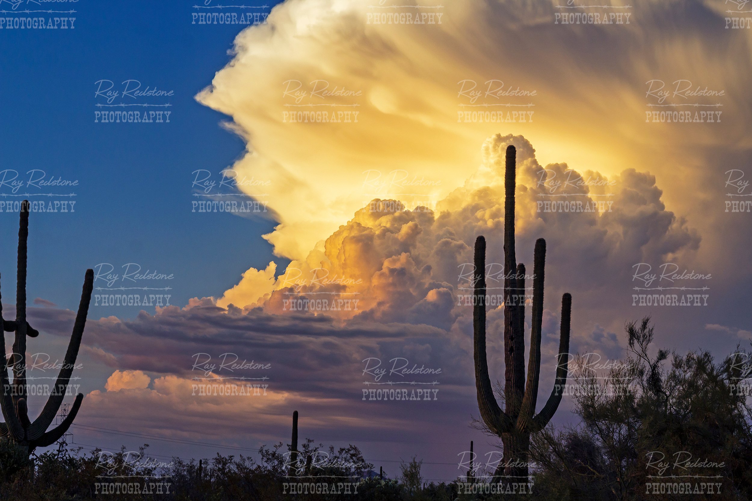 Desert Thunder Head With Cactus
