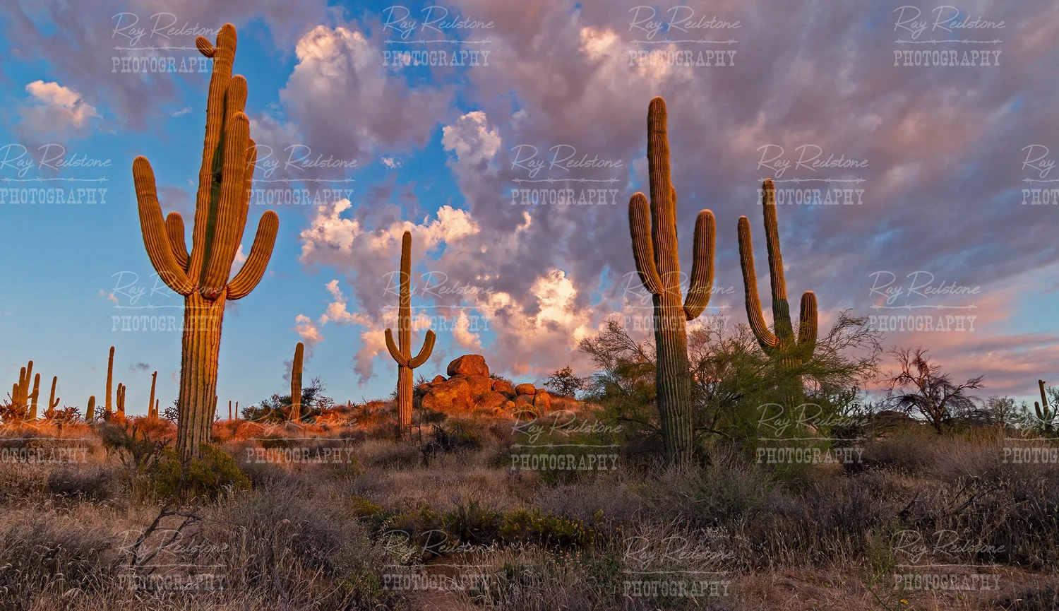 Desert Landscape Cactus