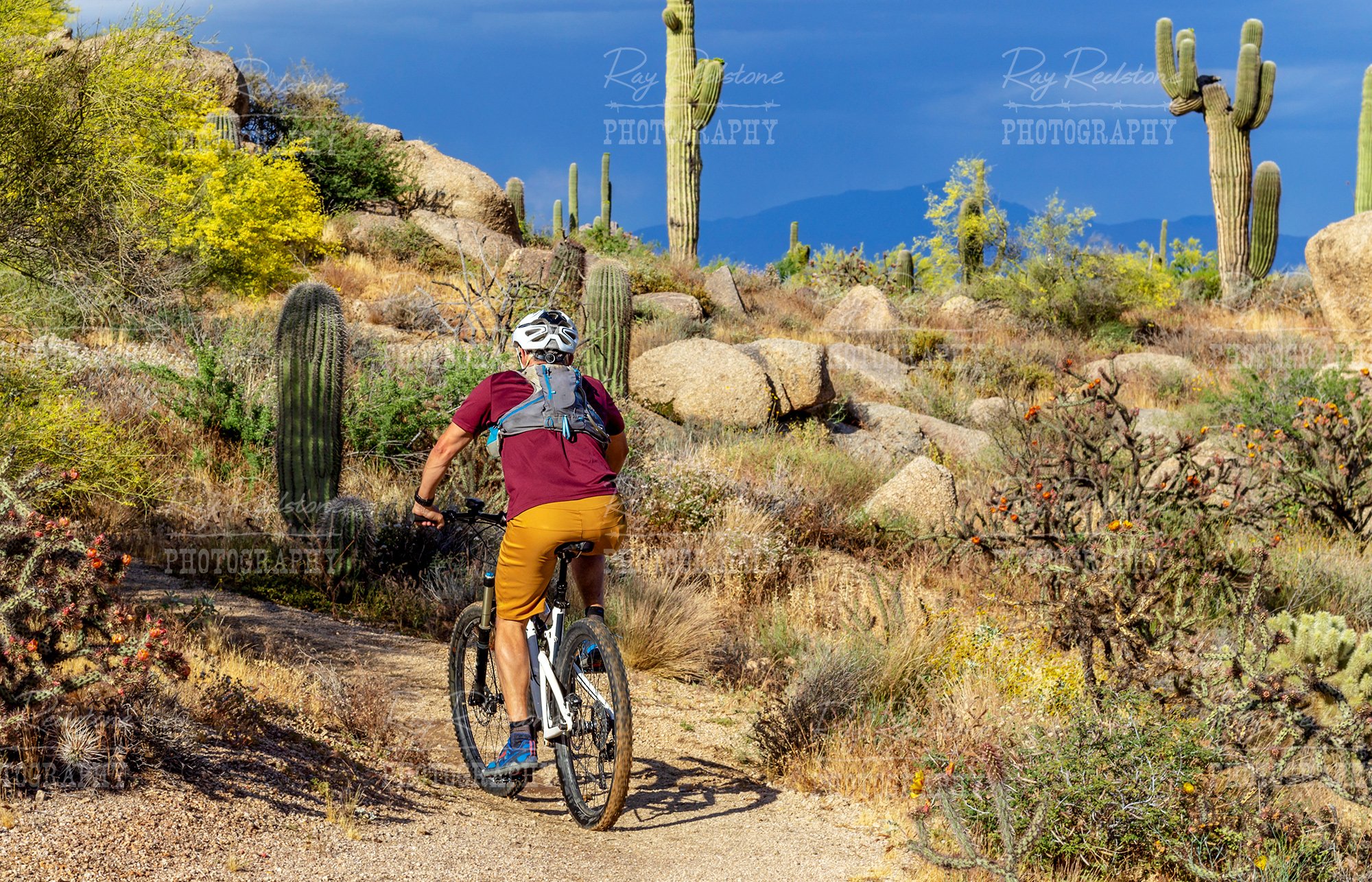 Mountain Biker On Desert Trail in Scottsdale AZ