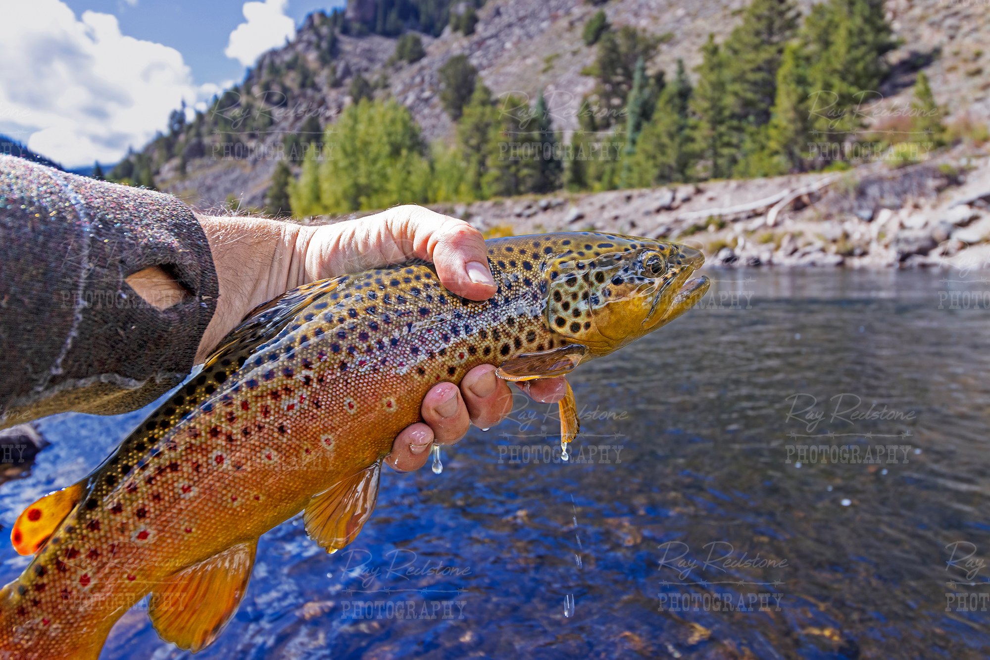 Taylor River Brown Trout In Hand Caught Fly-Fishing Colorado