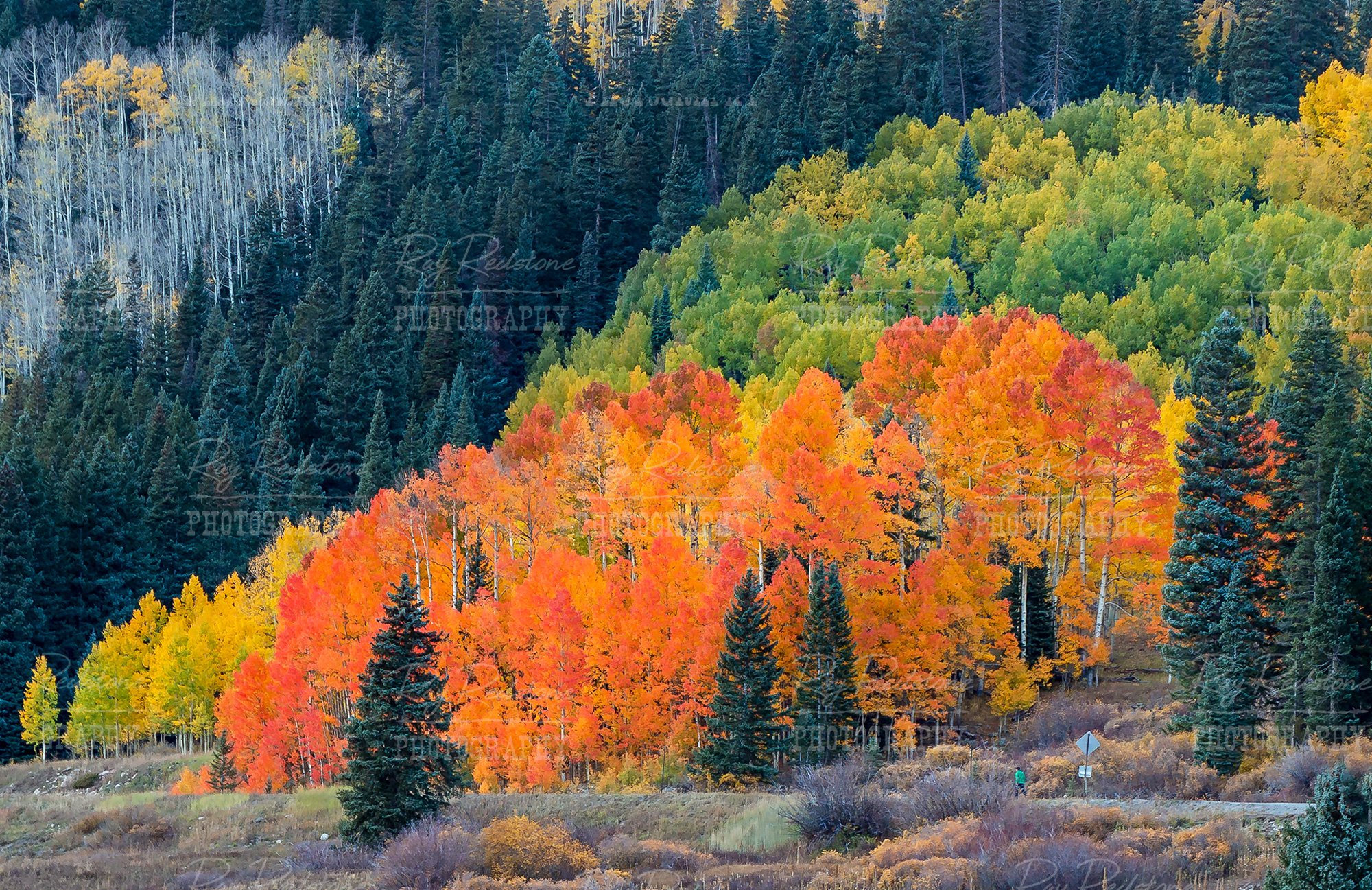 Vibrant Fall Colored Aspen Stand In Colorado