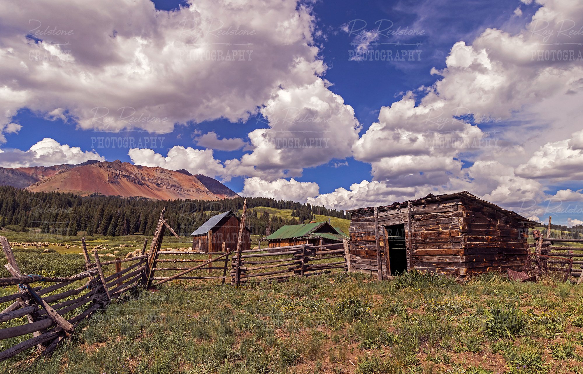Sheep Ranch In High Mountain Meadow In Colorado