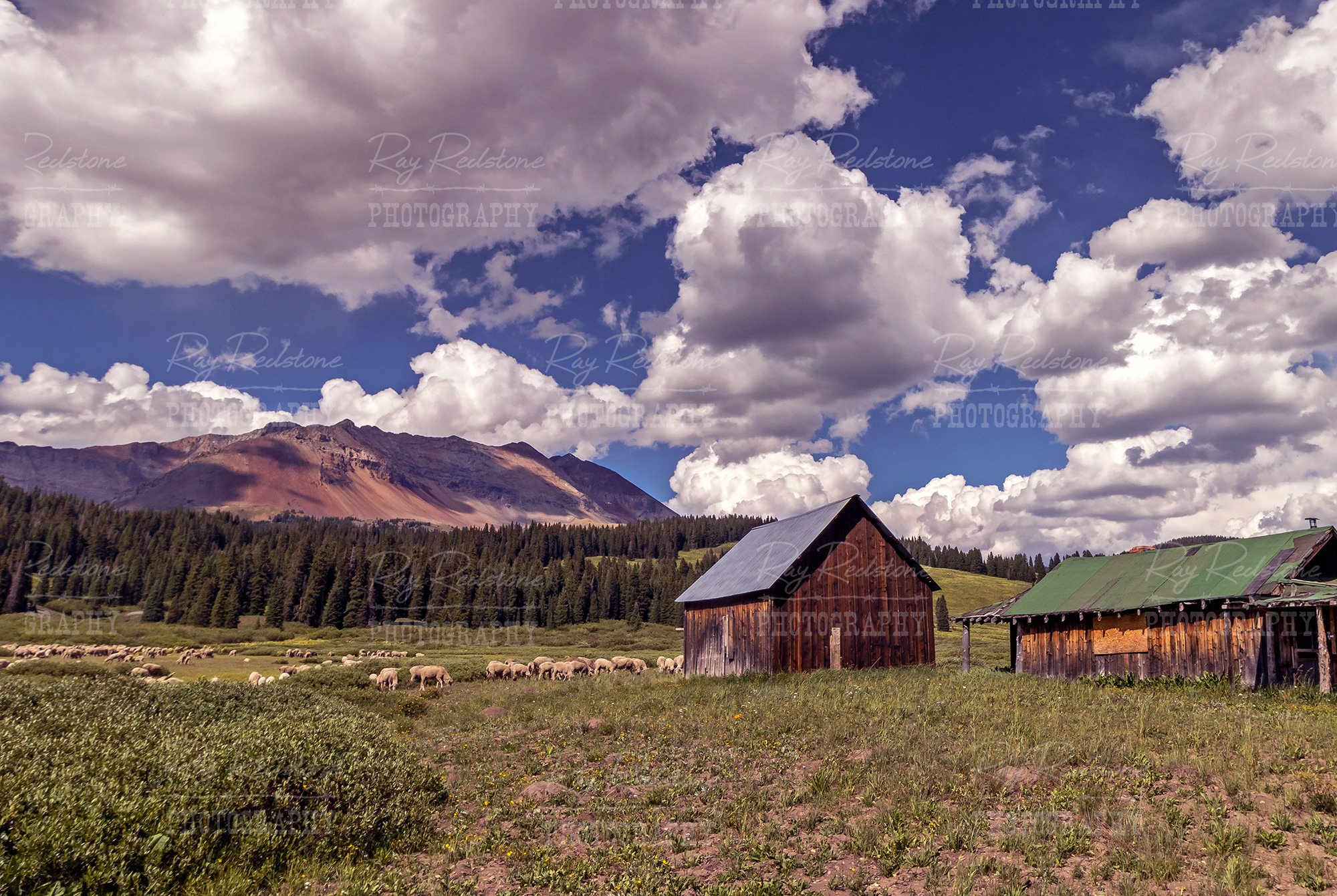 High Mountain Sheep Ranch In Colorado