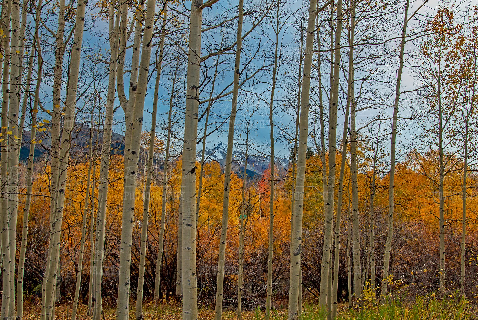 aspen-stand-fall-2000wm-IMG_7490-copy.jpg
