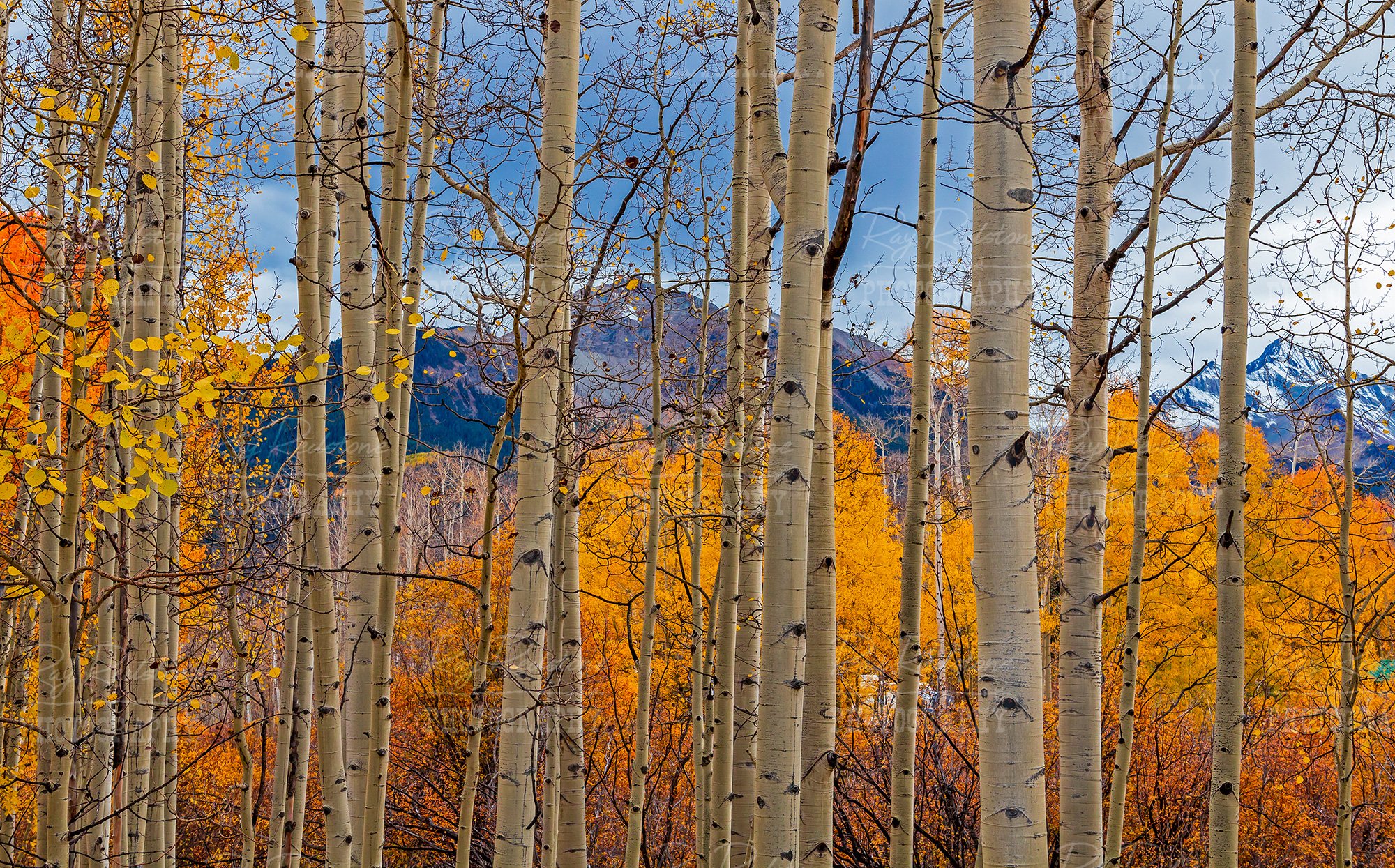 Colorado Aspen Trees At Fall Time