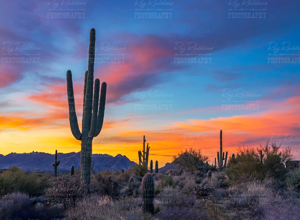 Photo Of A Sonoran Desert Sunrise landscape with Saguaro cactus