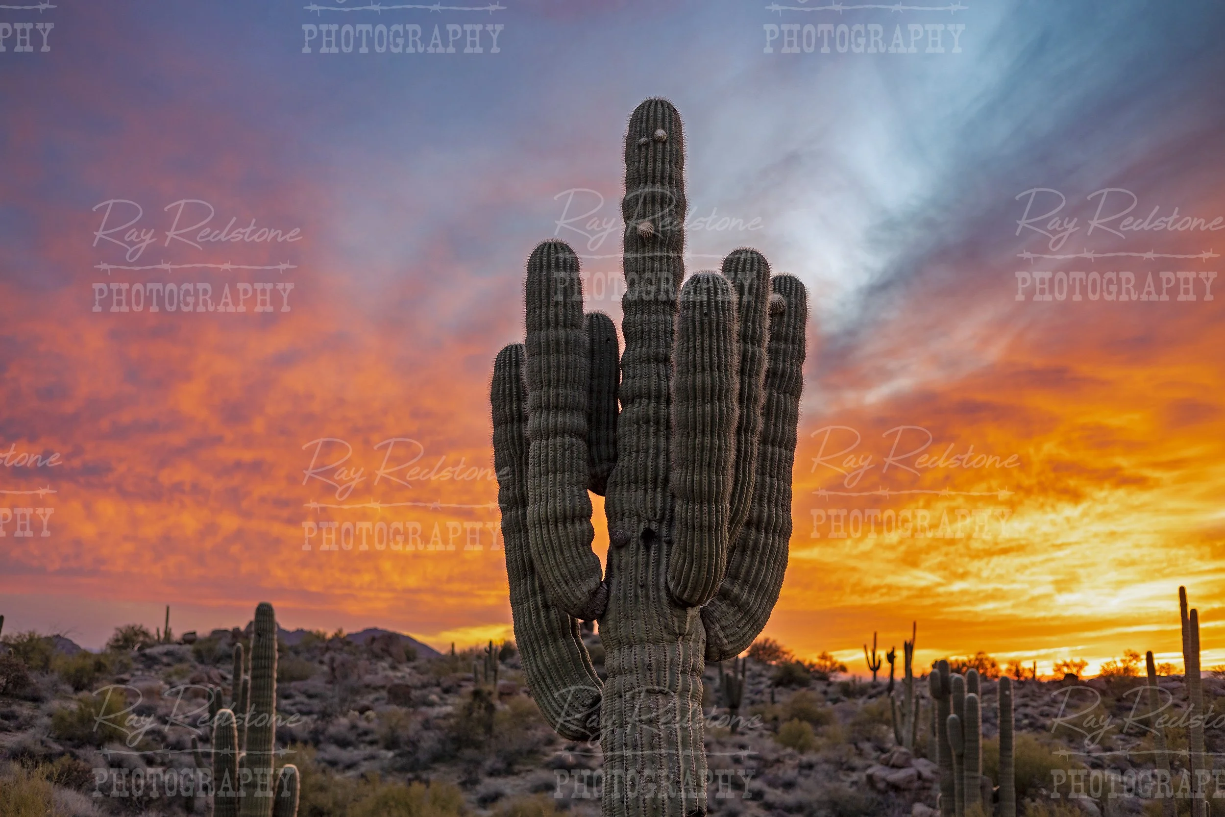 Macro View Of Saguaro Cactus At Sunset