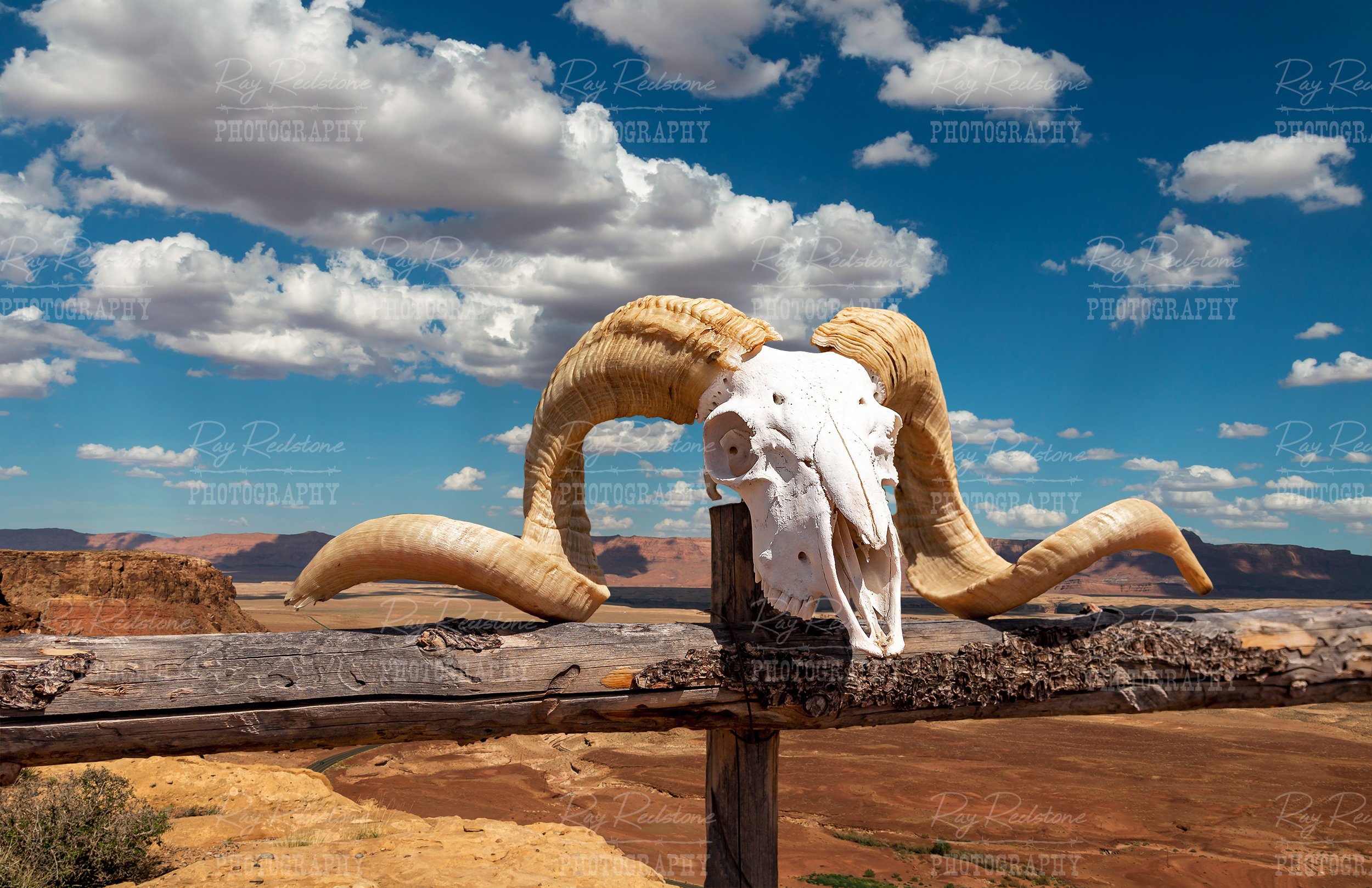 Bighorn Ram Skull In The High Desert With Canyon In Background