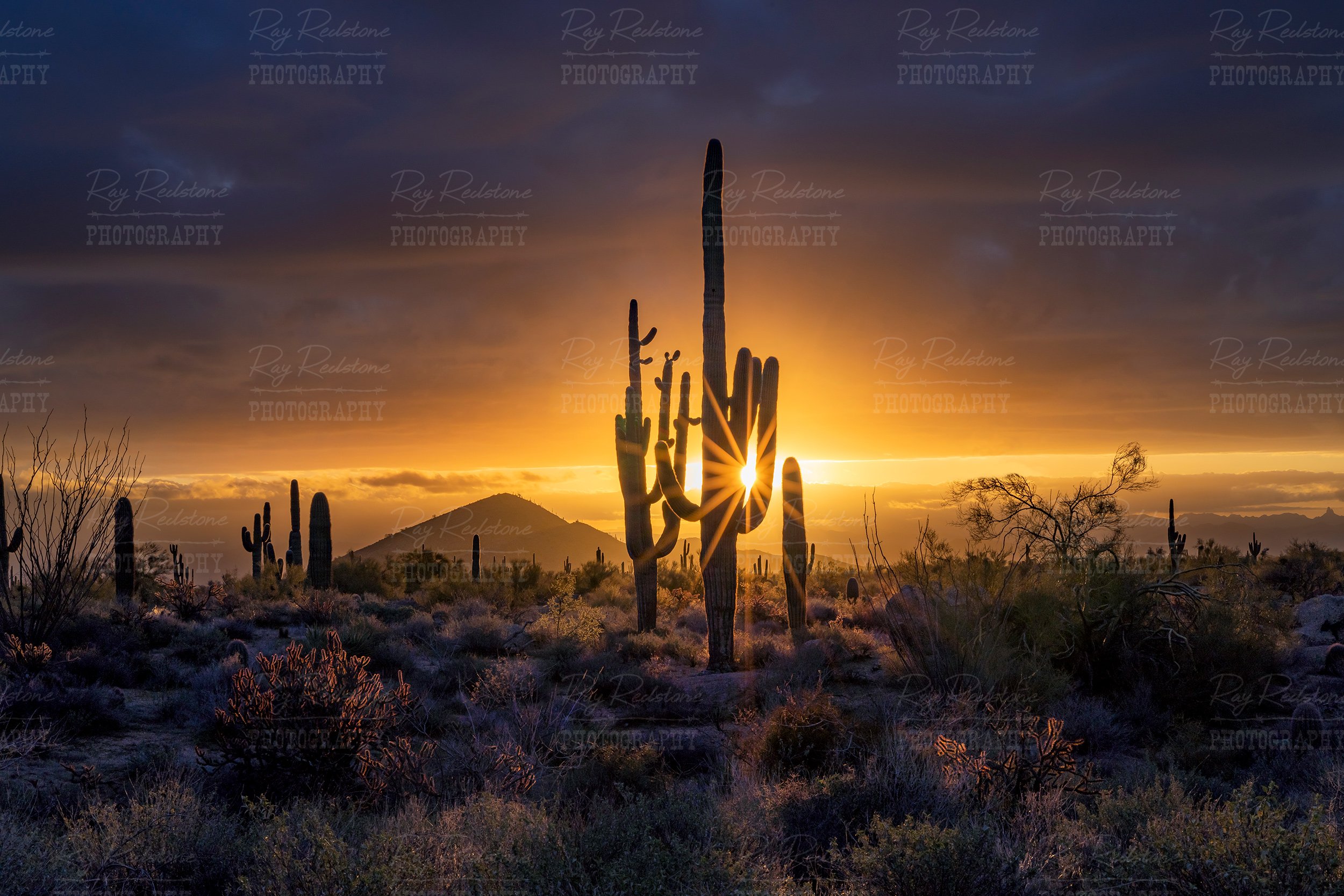 Sunrays Shooting Out Behind A Cactus