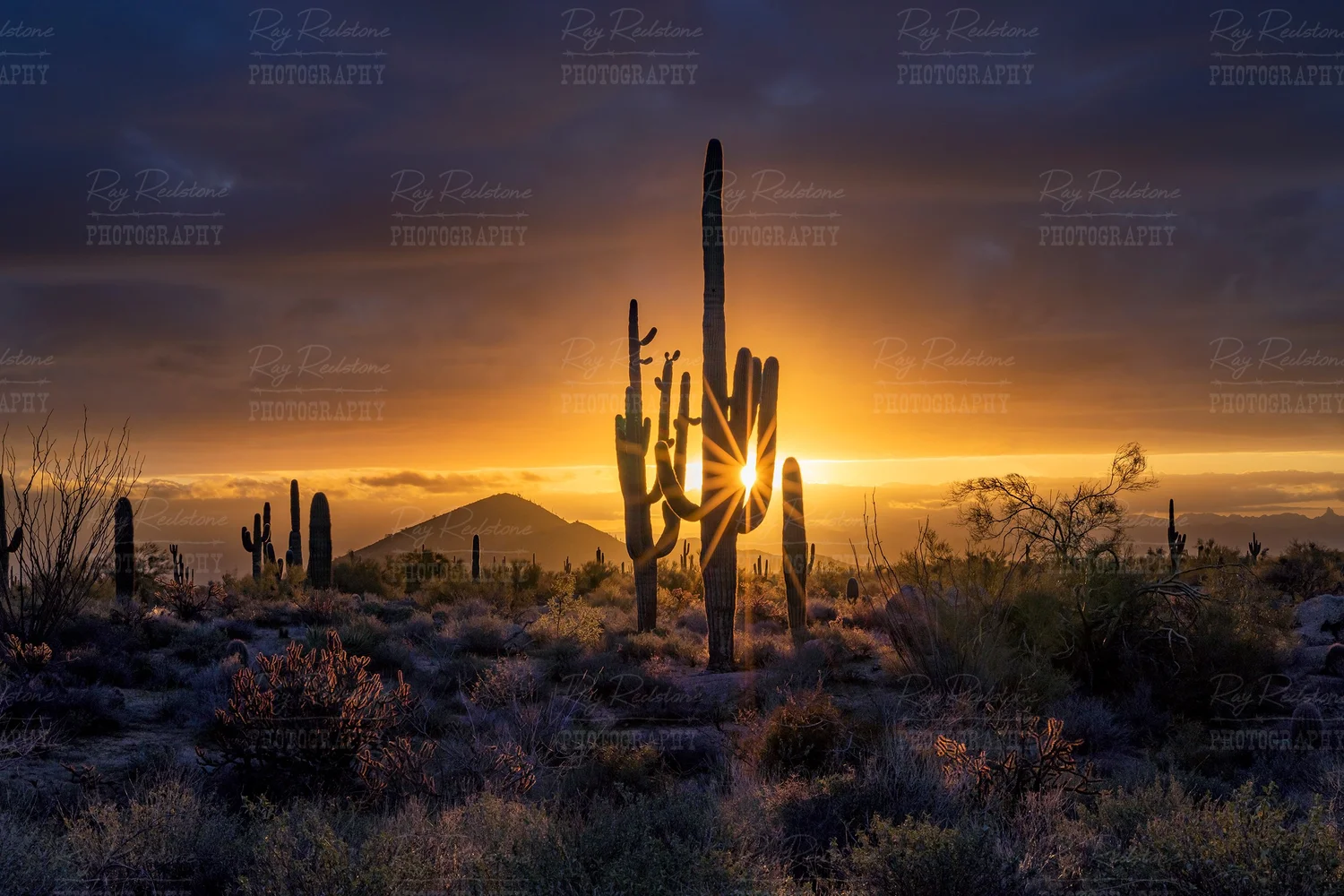 Sunrays Shooting Out Behind A Cactus At Sunrise In AZ