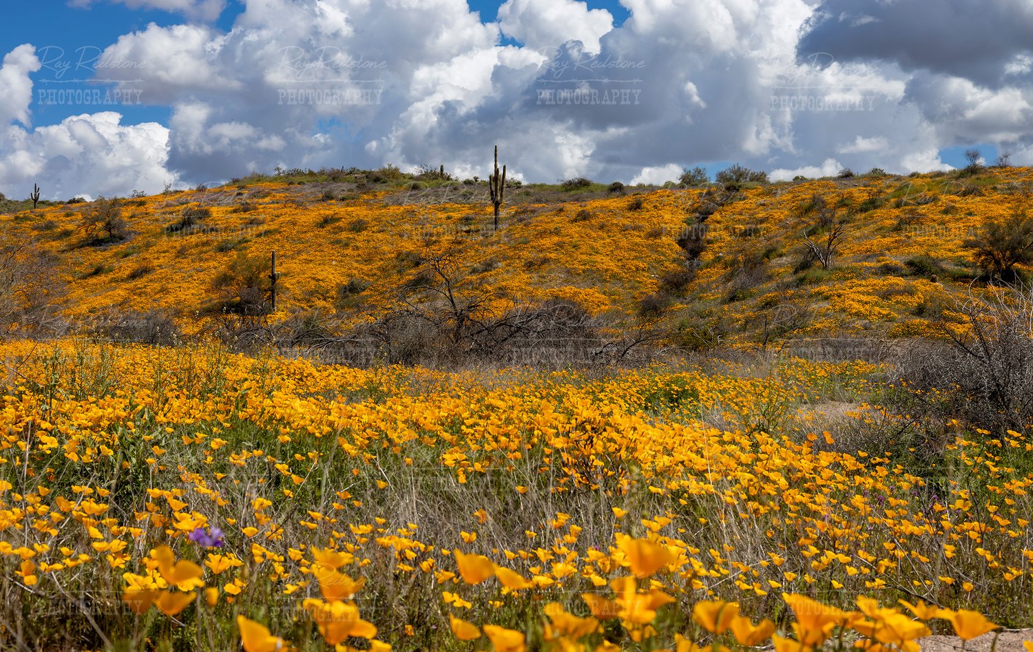 Wildflower Bloom