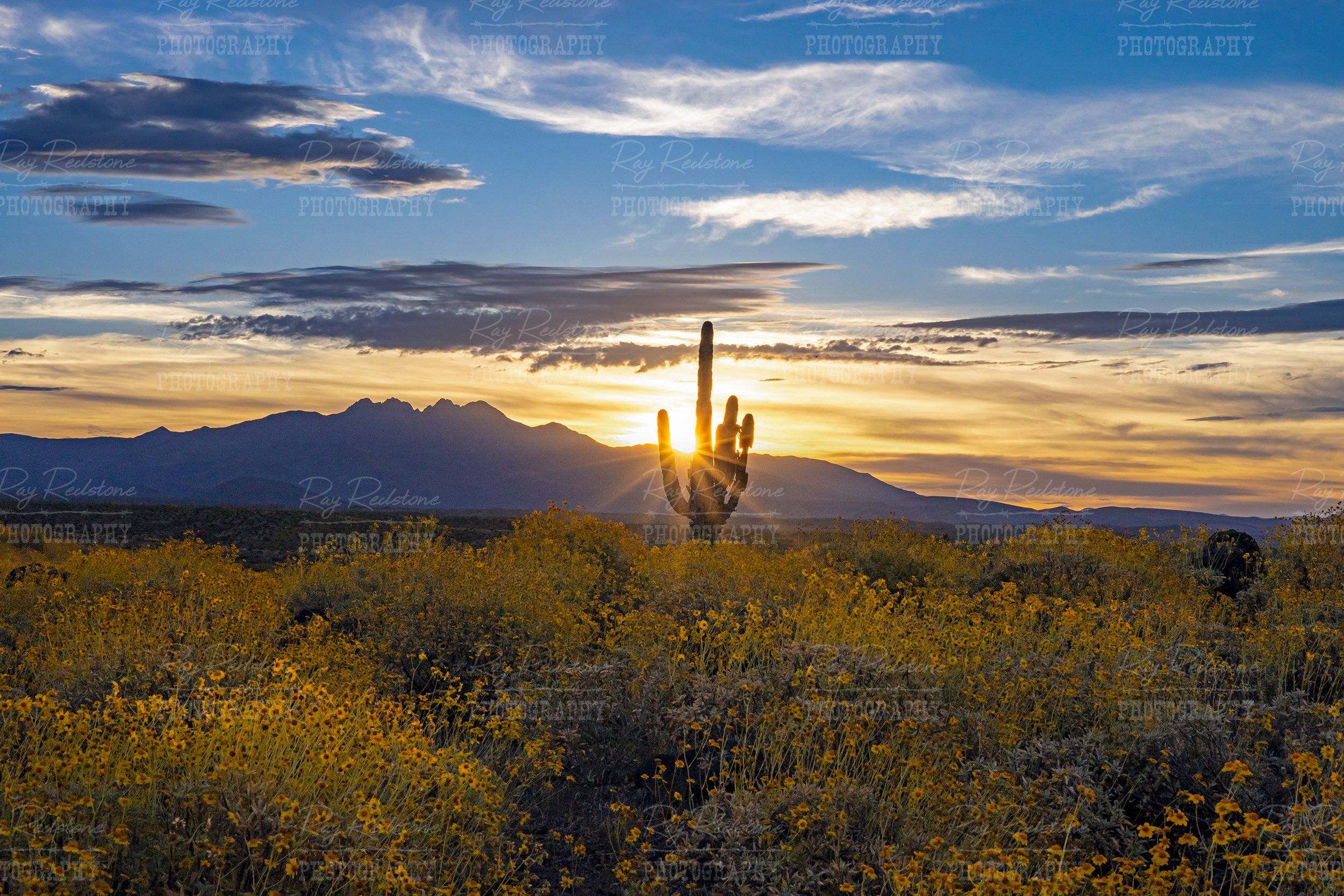 Dessert Sunrise Over Field Over Mountain Of Wildflowers In AZ