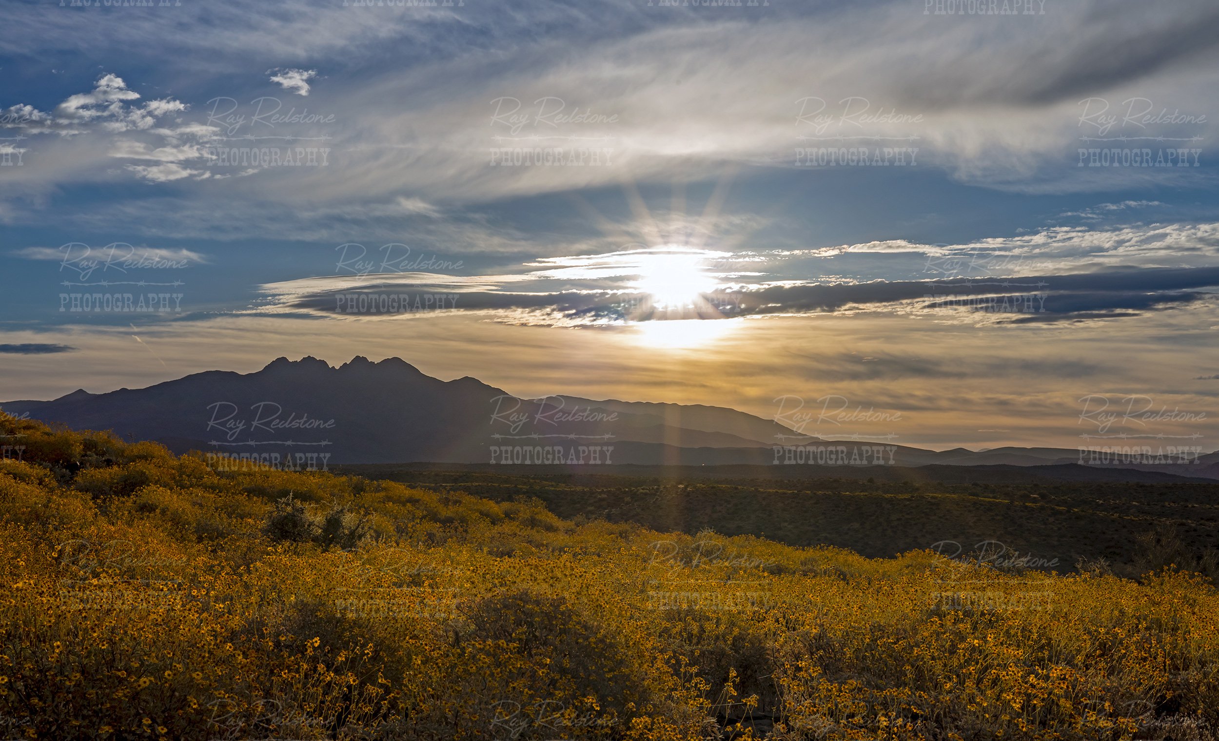 A rising sun in Arizona lights up a field of wildflowers during superbloom 2023