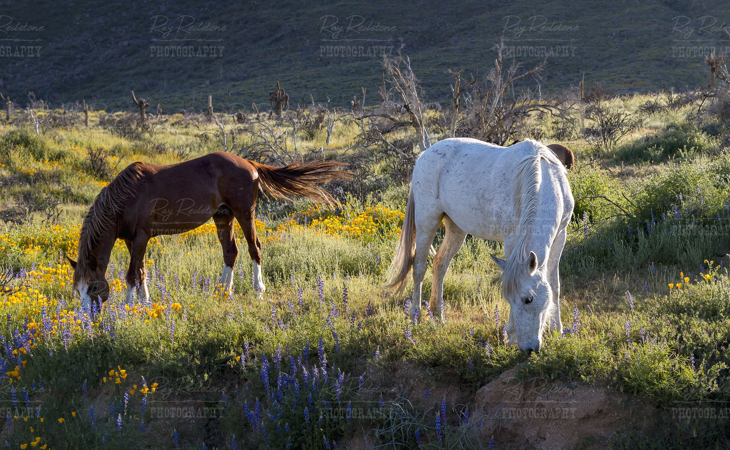 Two Arizona Wild Horses Grazing In Field Wildflowers