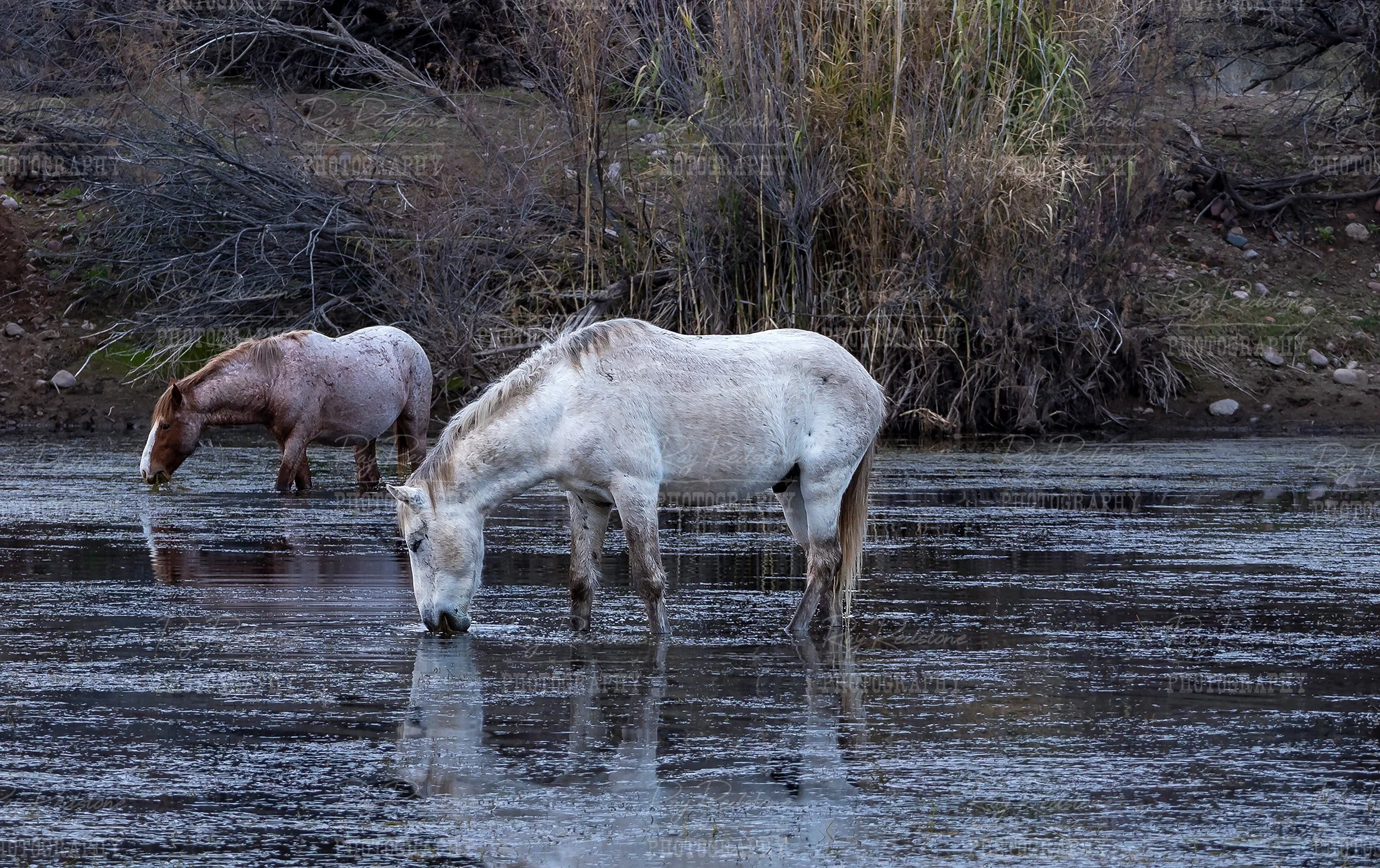 2 Wild Horses On The Salt River In Mesa AZ