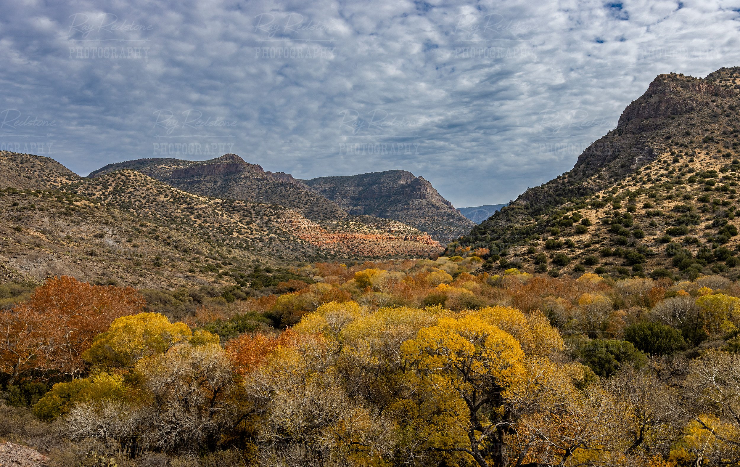 Fall Colors On West Clear Creek Near Camp Verde AZ