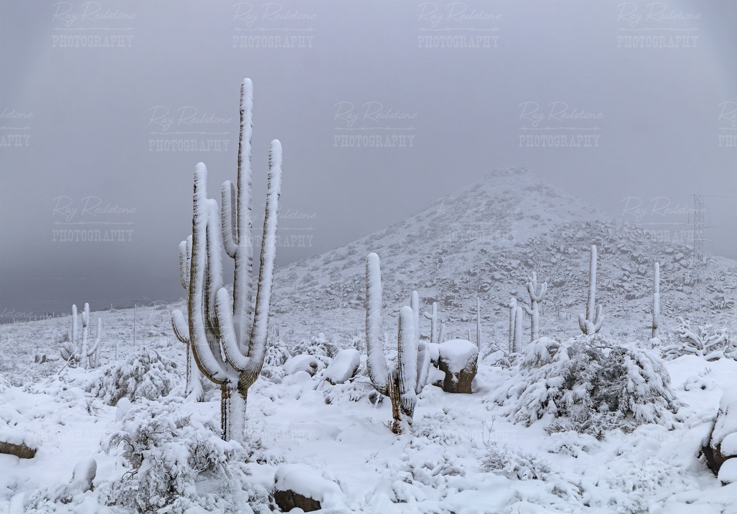 Snow Covered Cactus