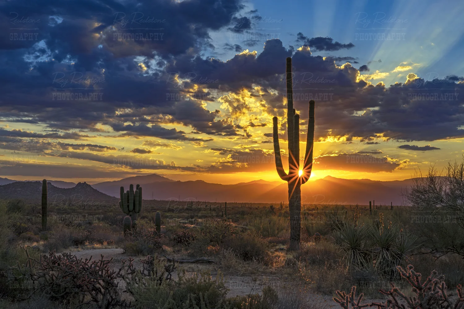 Epic Desert Sunrise In Scottsdale Arizona With Saguaro Cactus