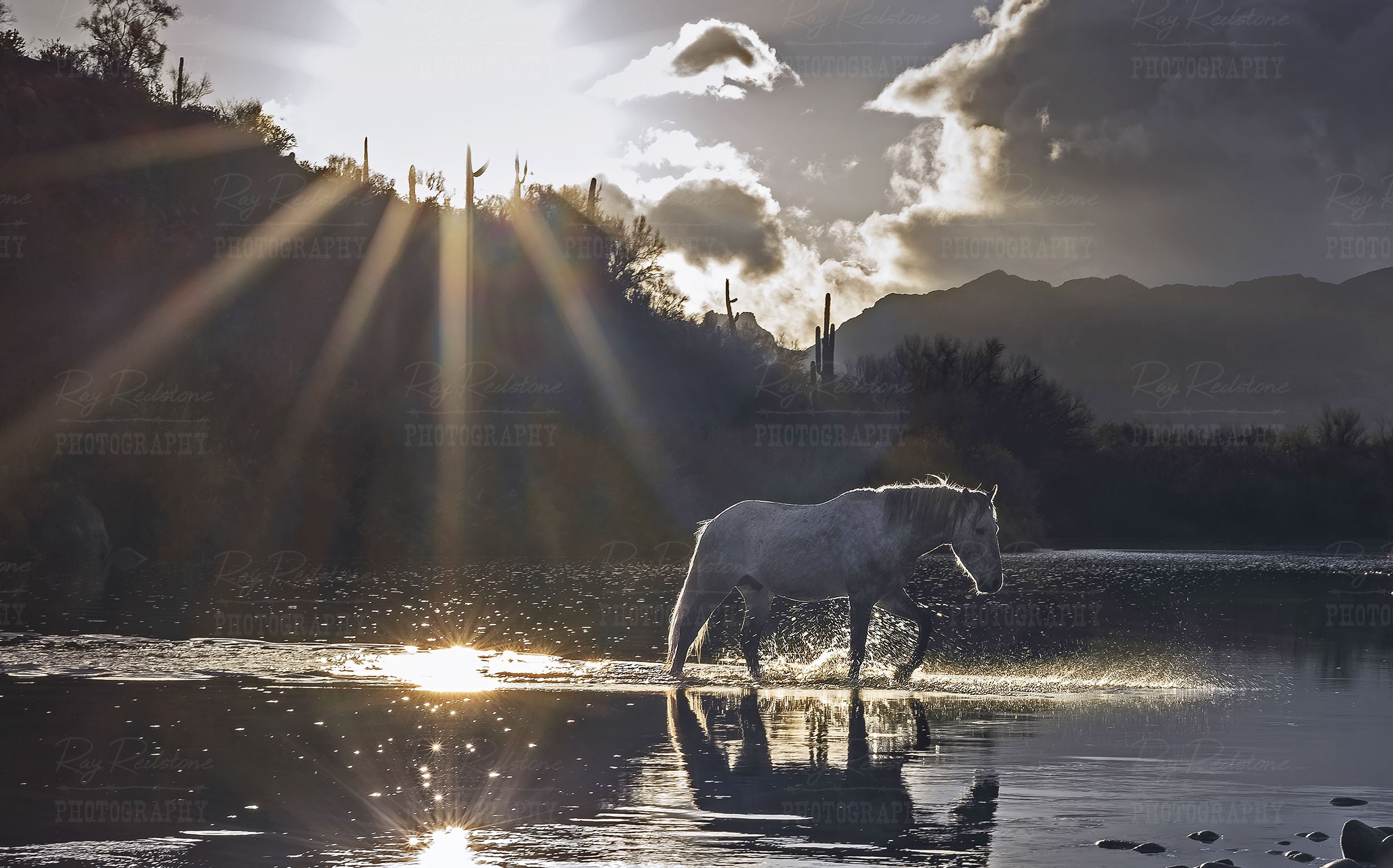 Wild Mustang Crossing The Salt River Morning