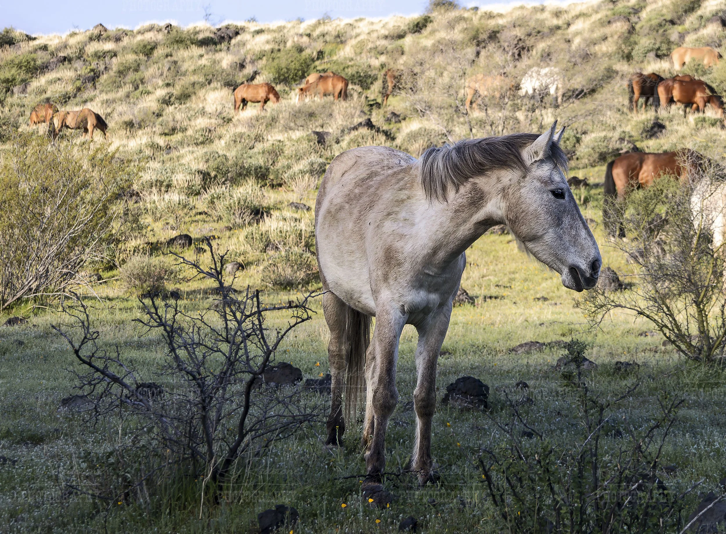 Close Up View Of White Mustang In Arizona