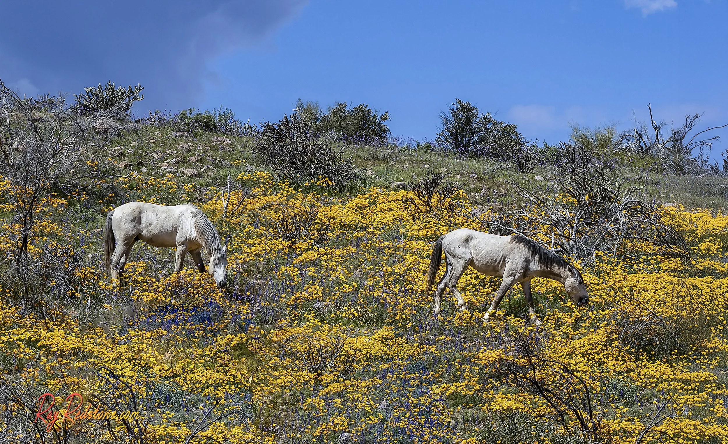 Photography Tips for Capturing the Salt River Wild Horses In Arizona