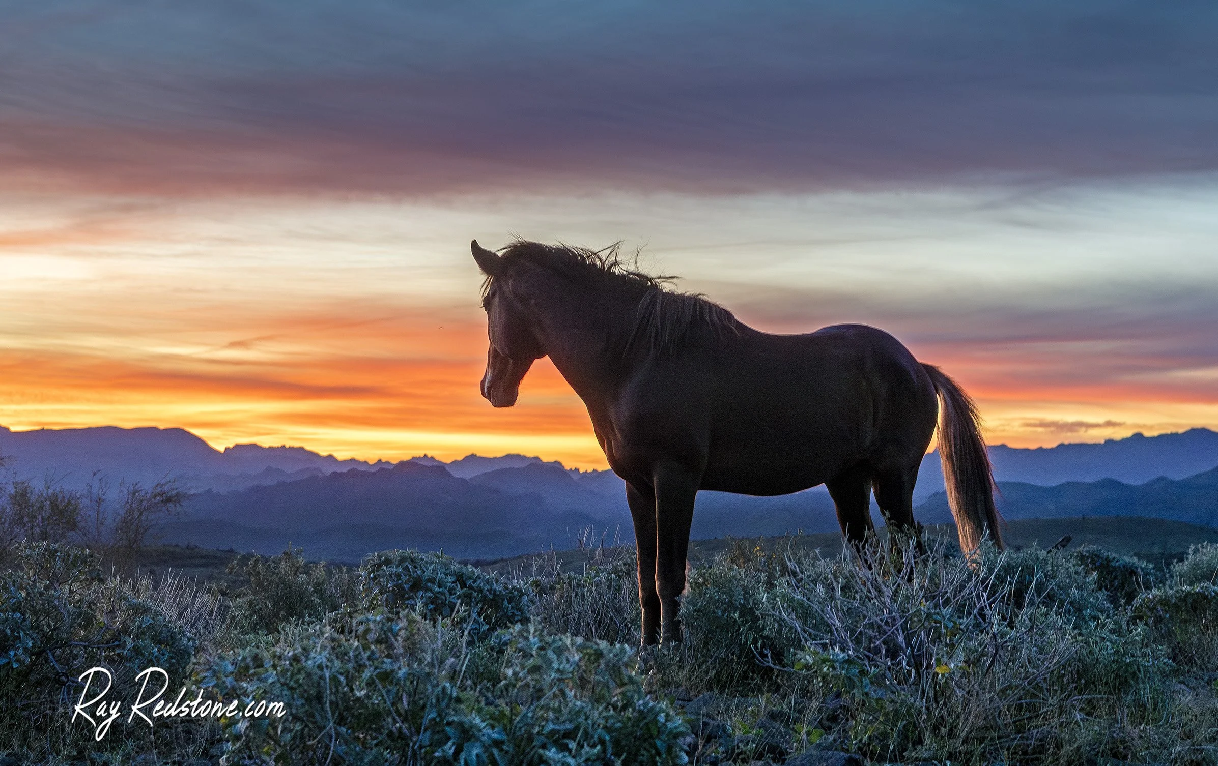Footage And Videos Of The Salt River Wild Horses In Arizona