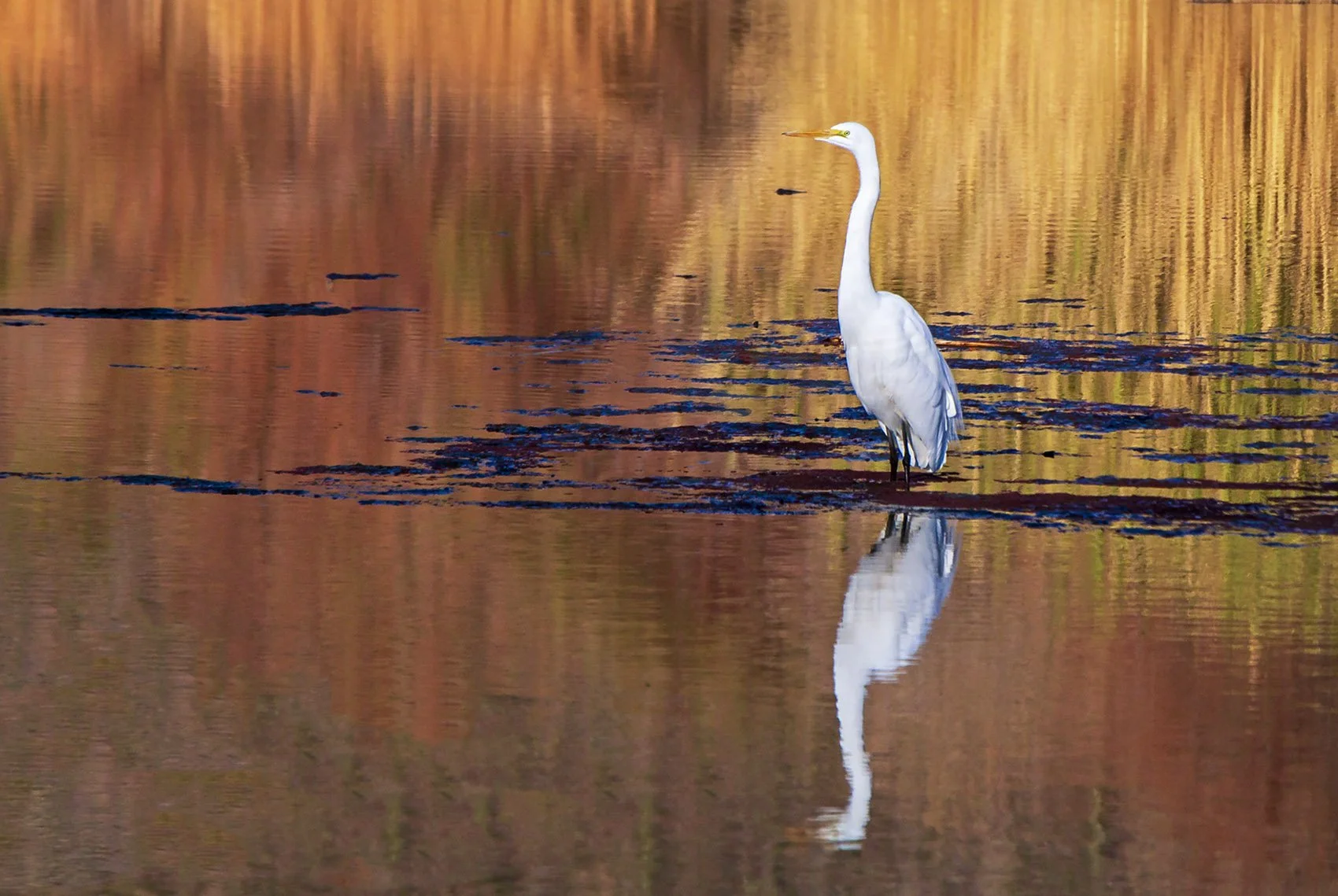 Arizona Wildlife Photo Tours | Wild Horses, Birds, Big Horn Sheep, &amp; More…