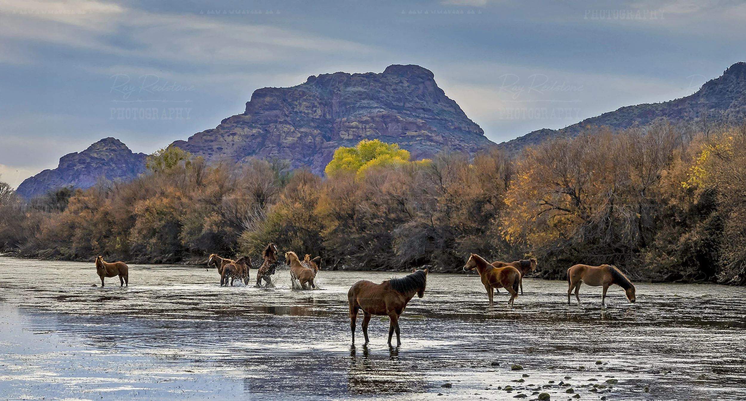 wild-horses-fighting-salt-river-arizona