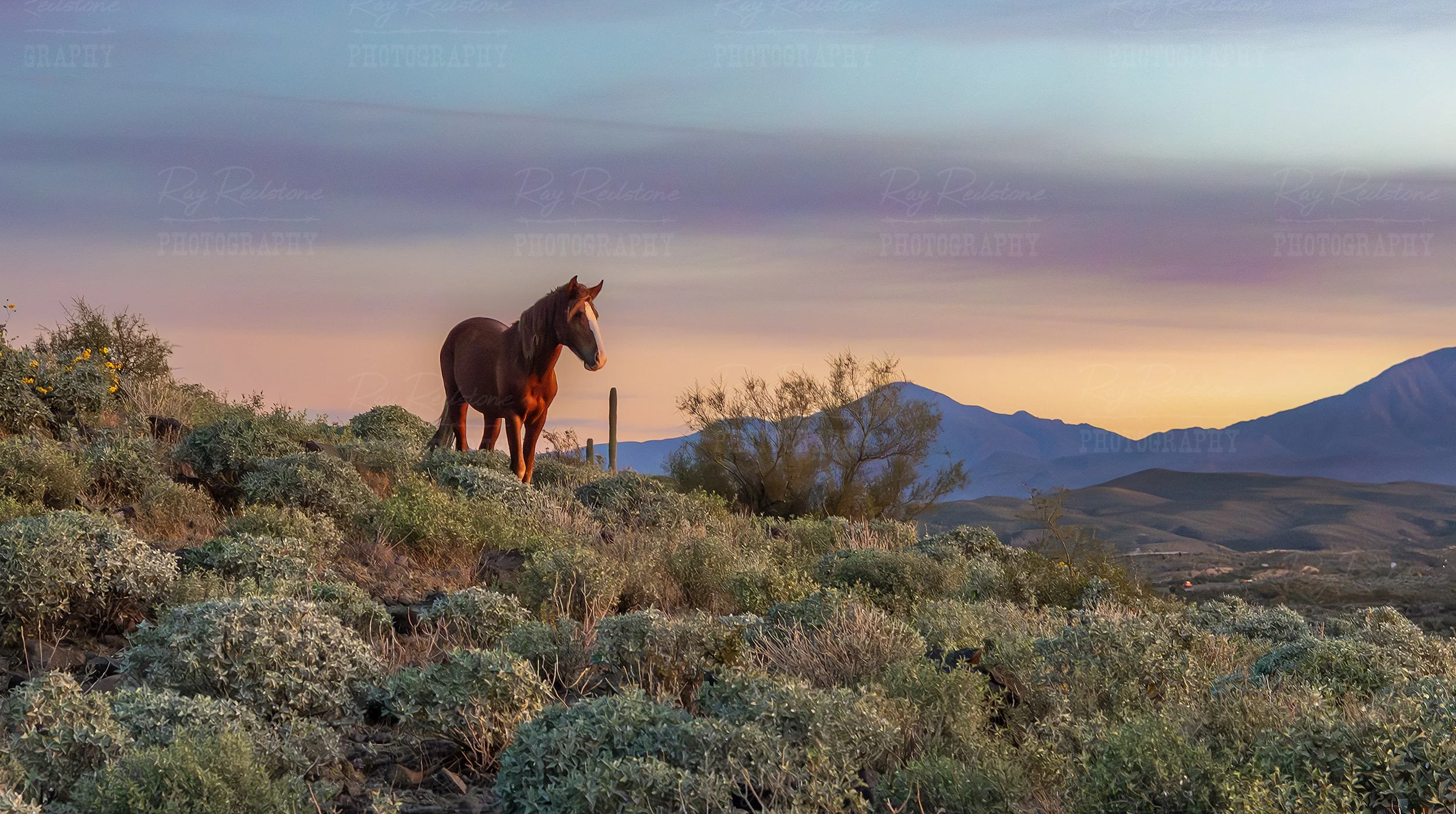 Lone Salt River Wild Horse In The Desert Hills At Sunrise In Arizona