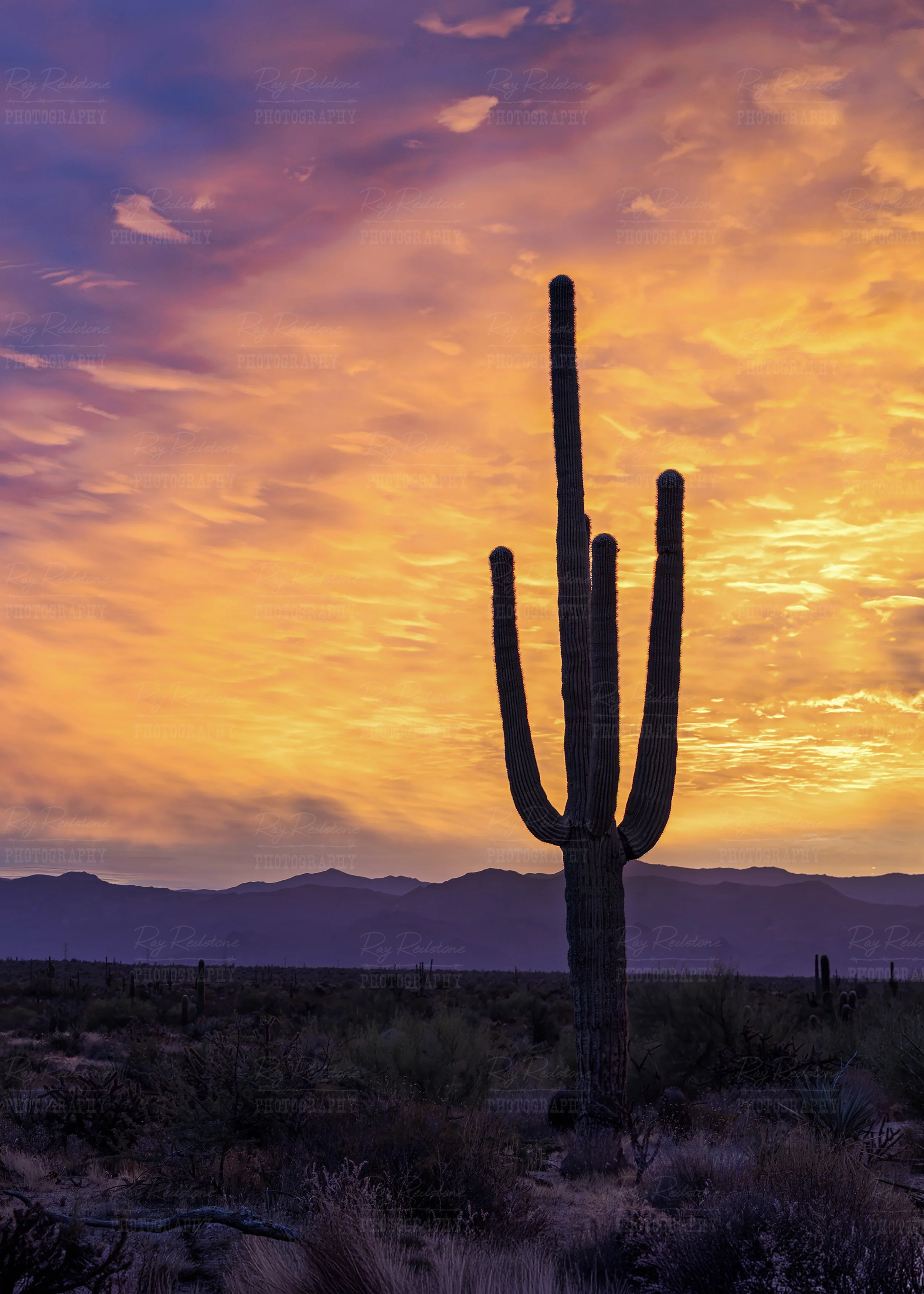 Vertical View Saguaro Cactus During Brilliant Sunrise