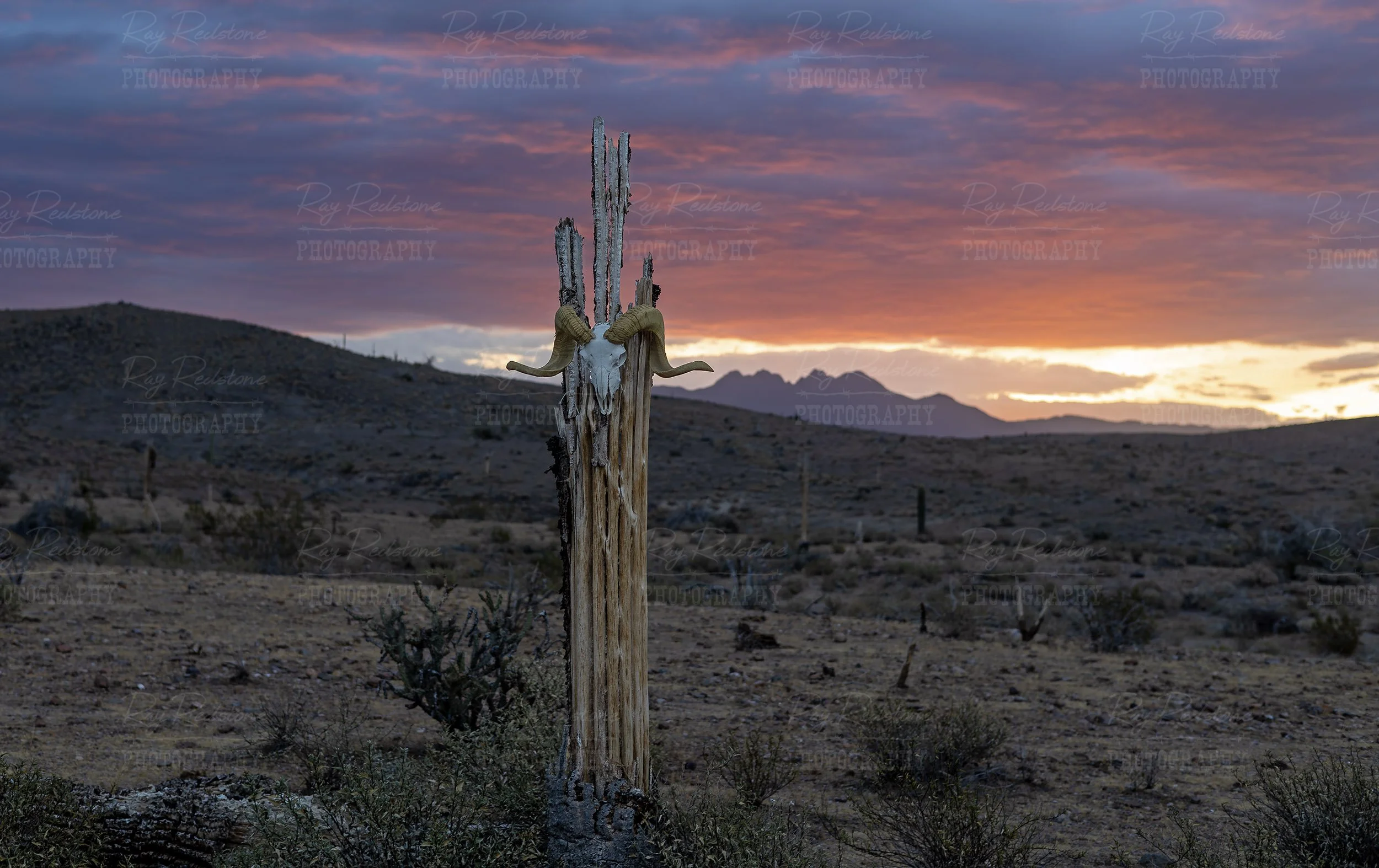 Desert Big Horn Ram Skull During Vibrant Sunrise In Arizona