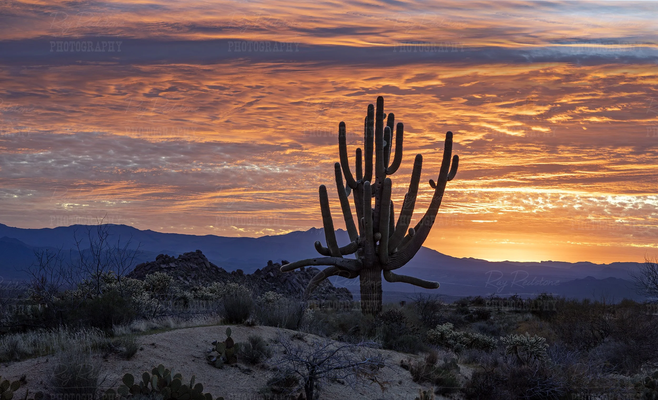 Big Saguaro Cactus During A Brilliant Colored Sunrise
